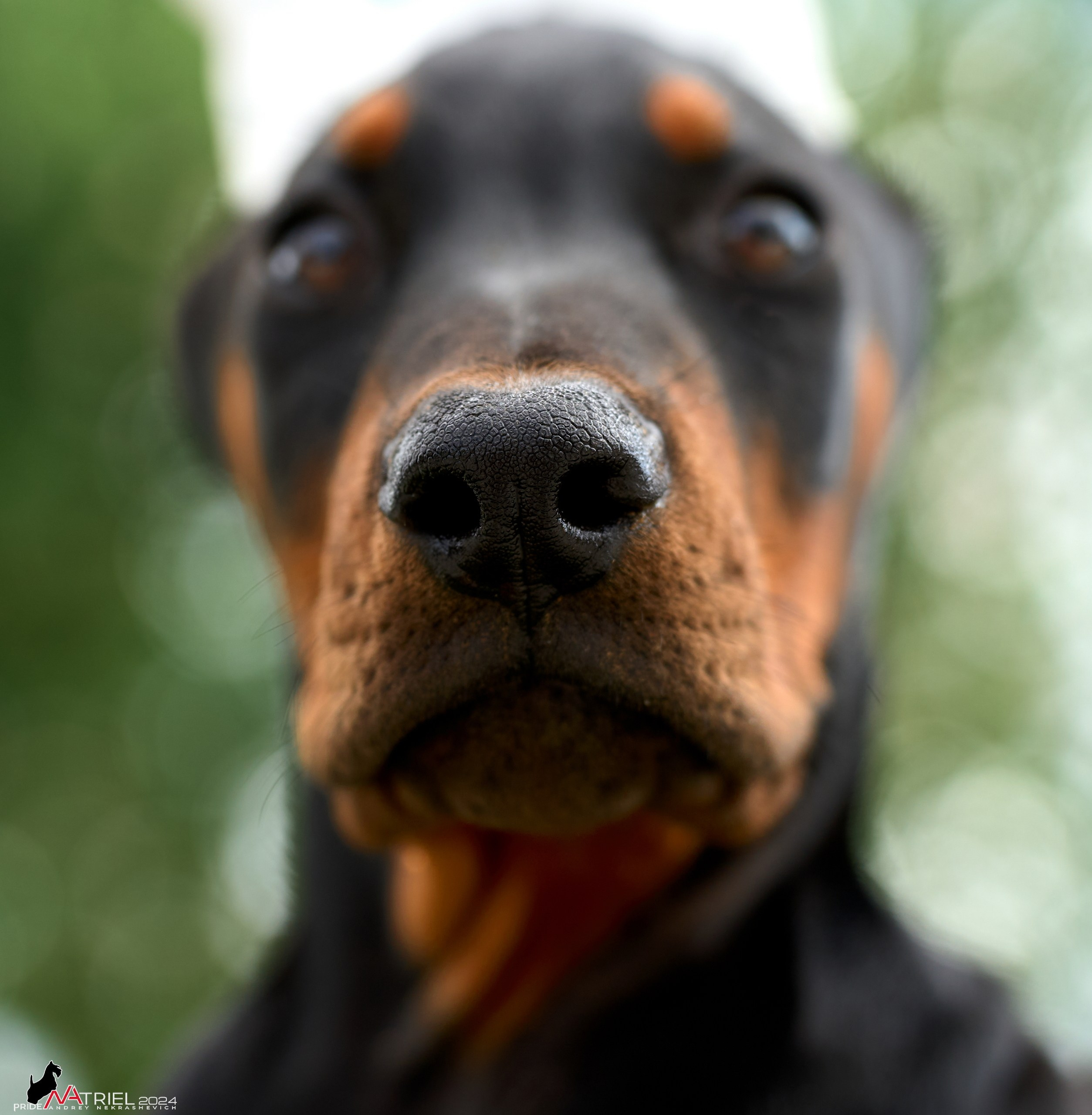 Съемка щенков доберманы