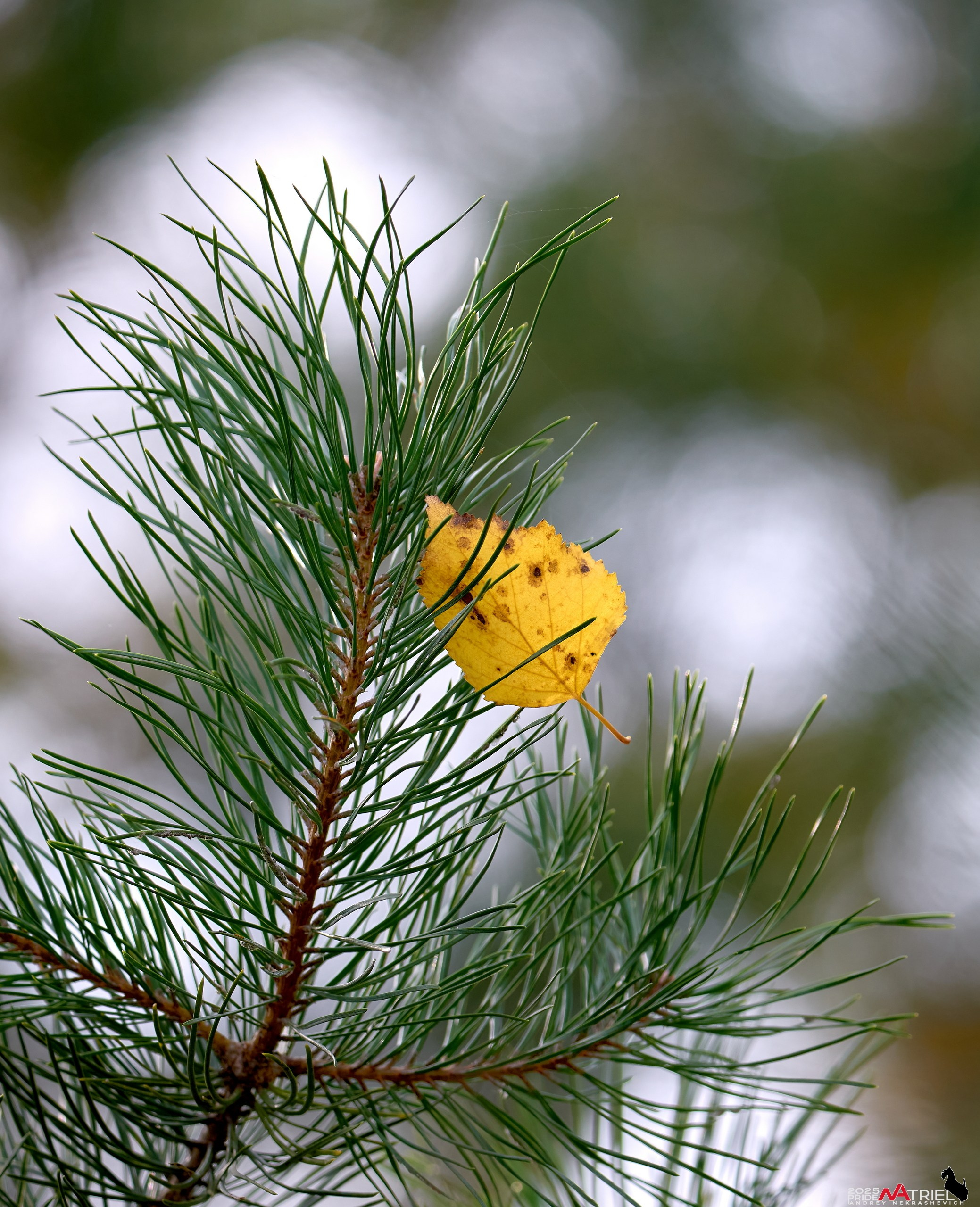 Съемка с объективом Sony 200-600 на камеру Sony A1m2