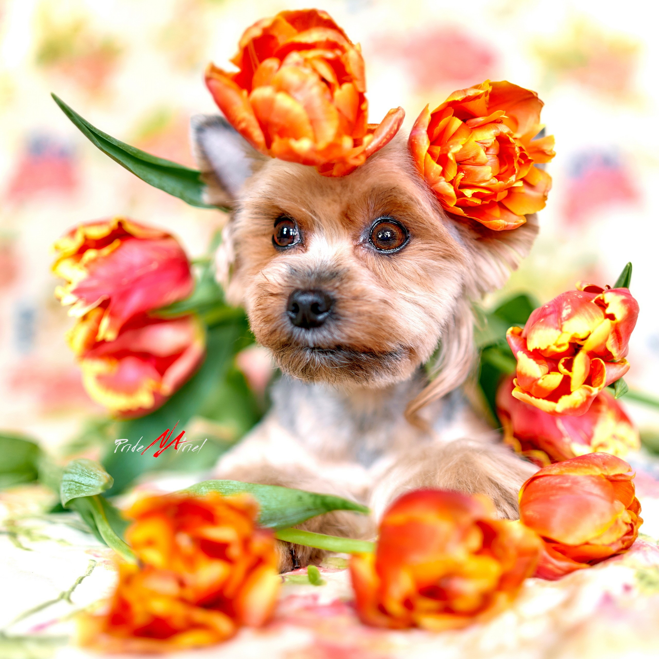 Портреты собак — галерея NATRIEL