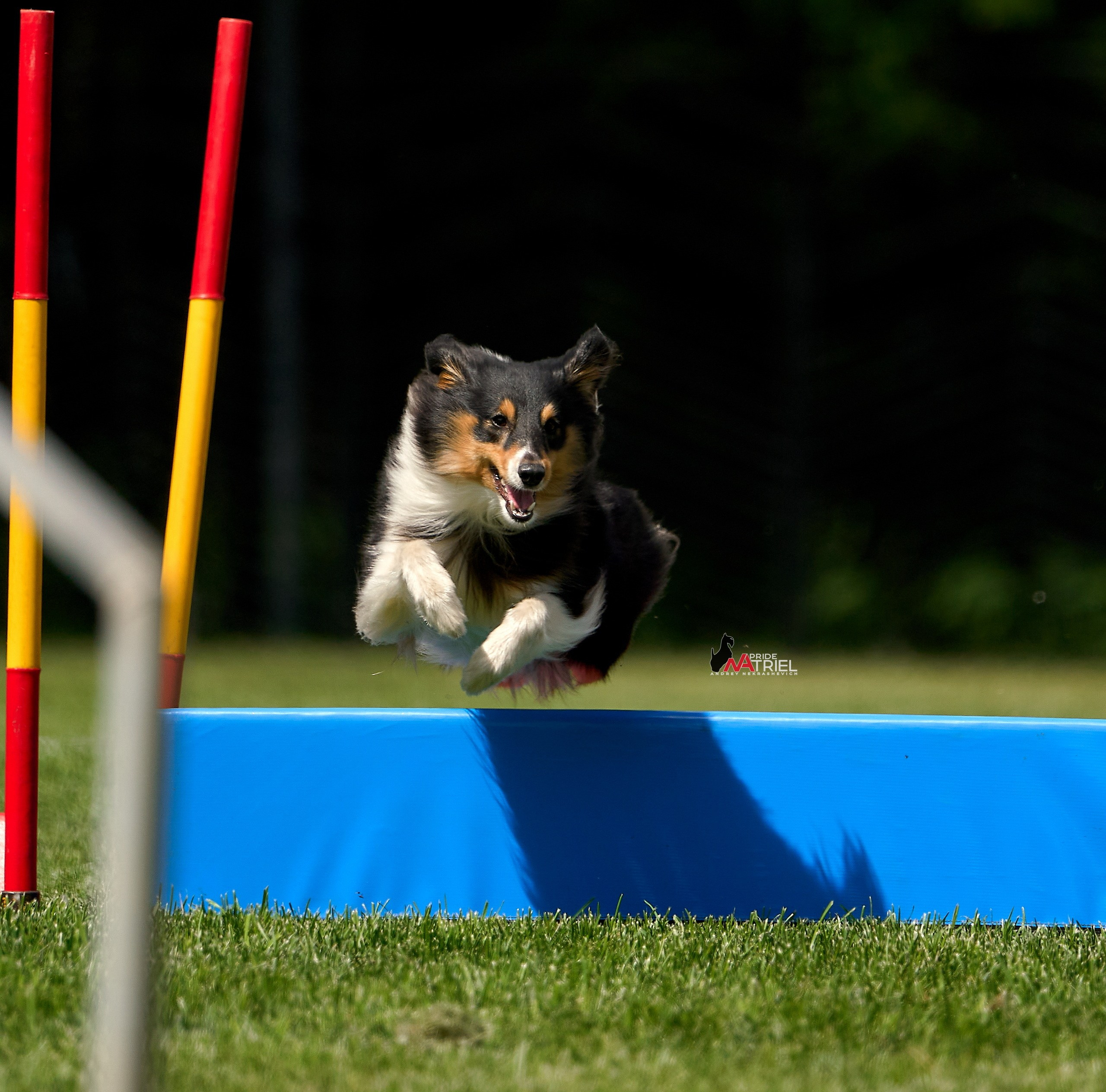 Аджилити — галерея NATRIEL