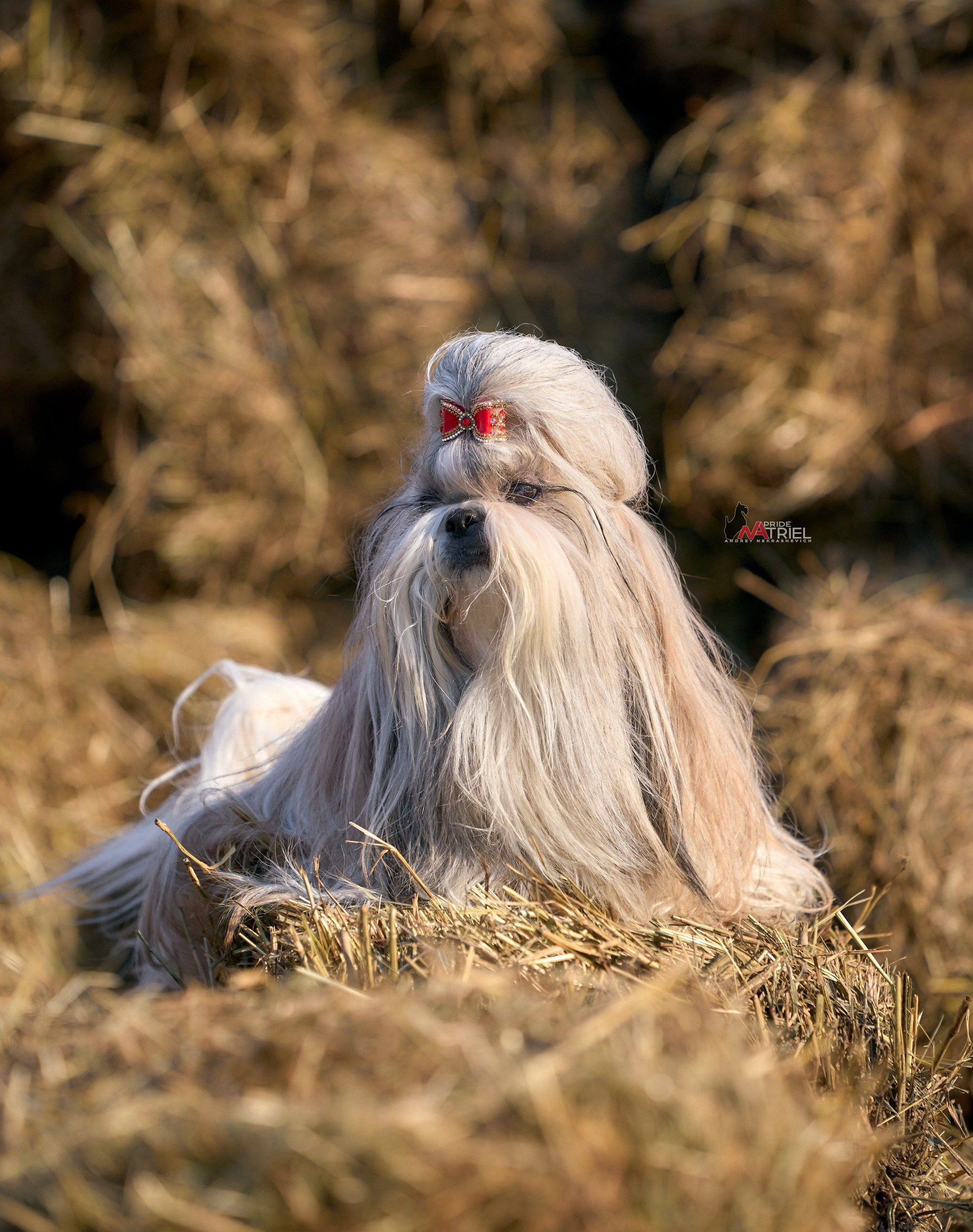 Портреты собак — галерея NATRIEL