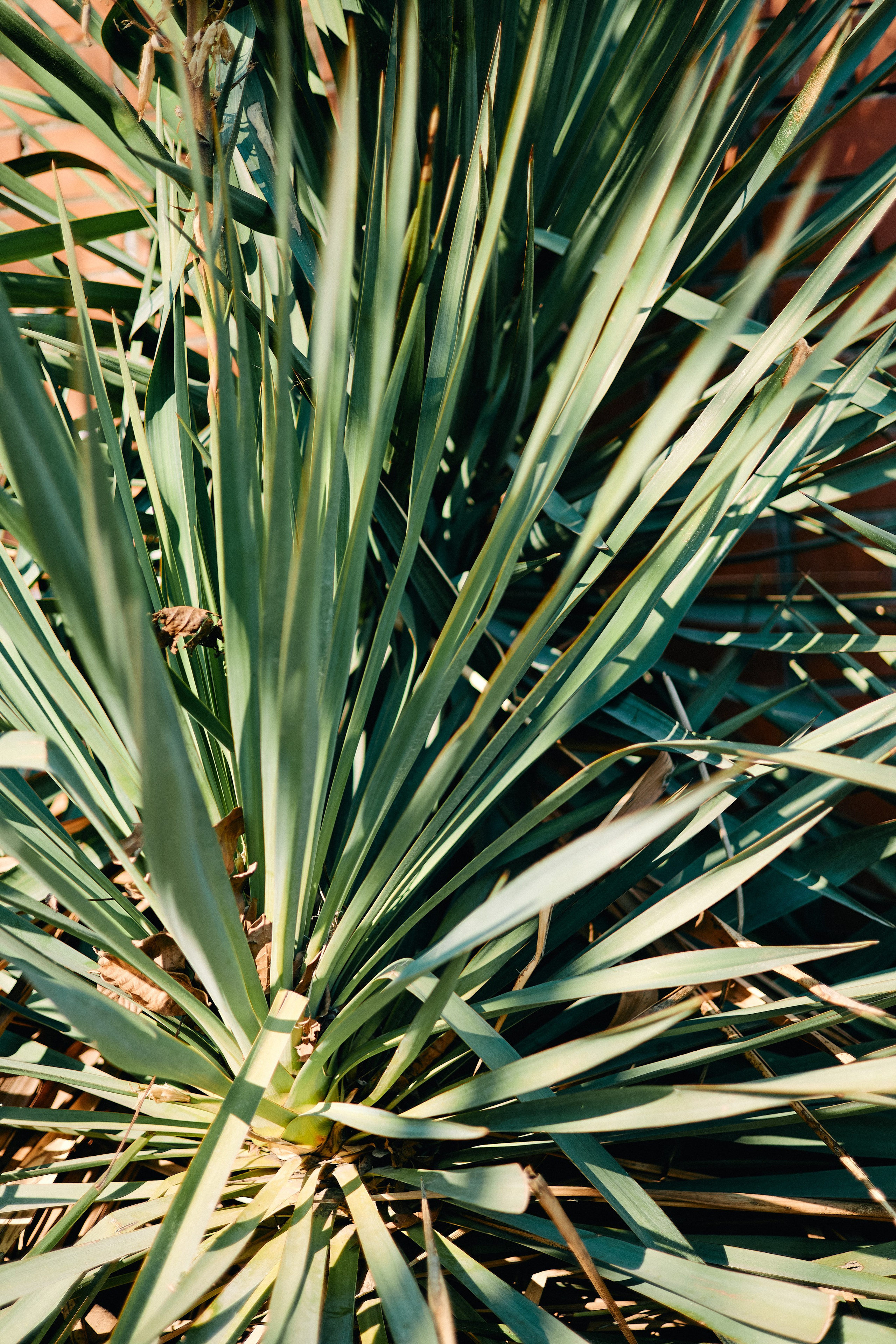 Юг России. Профессиональный Фотограф во Владимире, в Москве и в Суздале — Полина Романычева