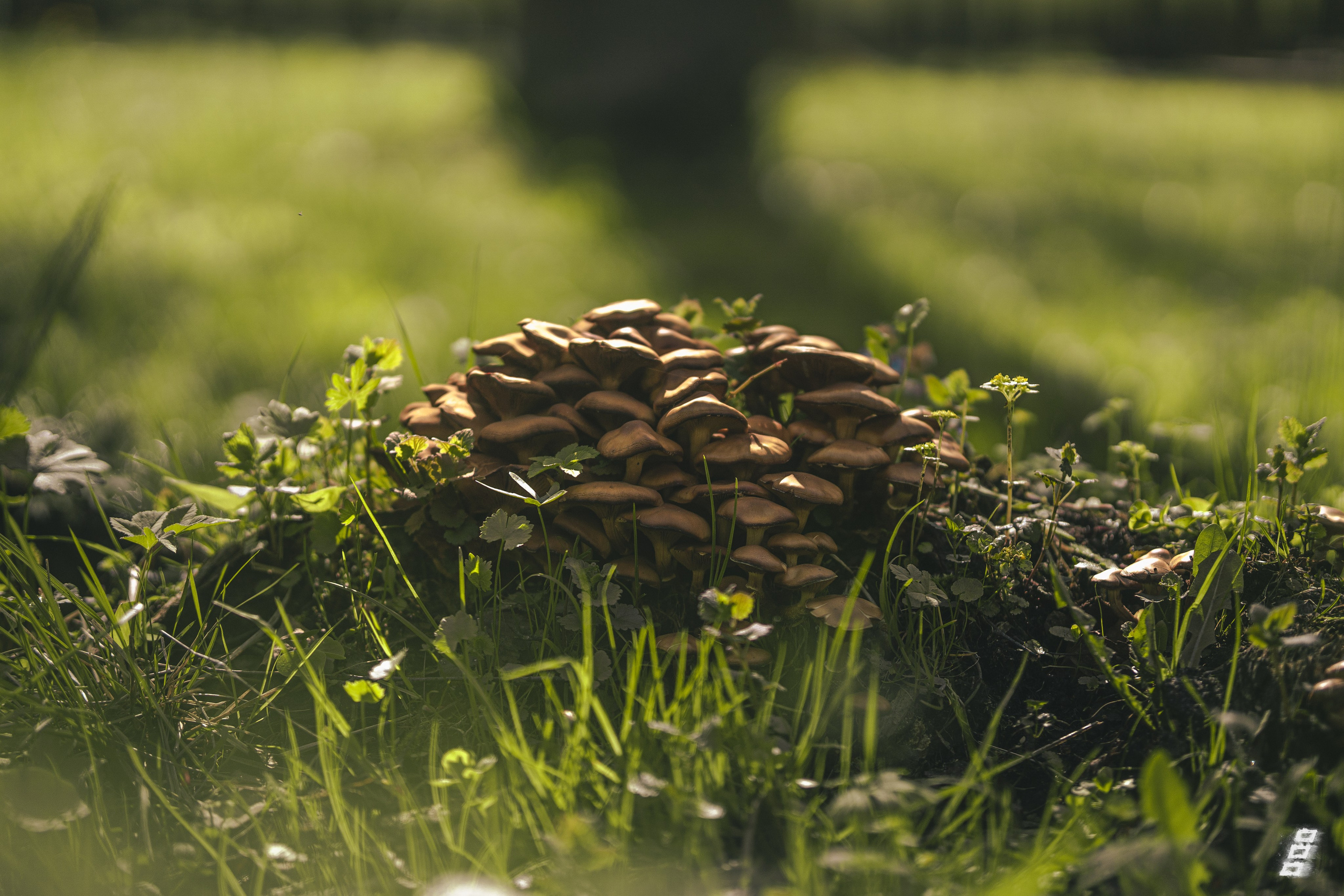 Green series. Саватейкин Ярослав | Портретный фотограф в Москве