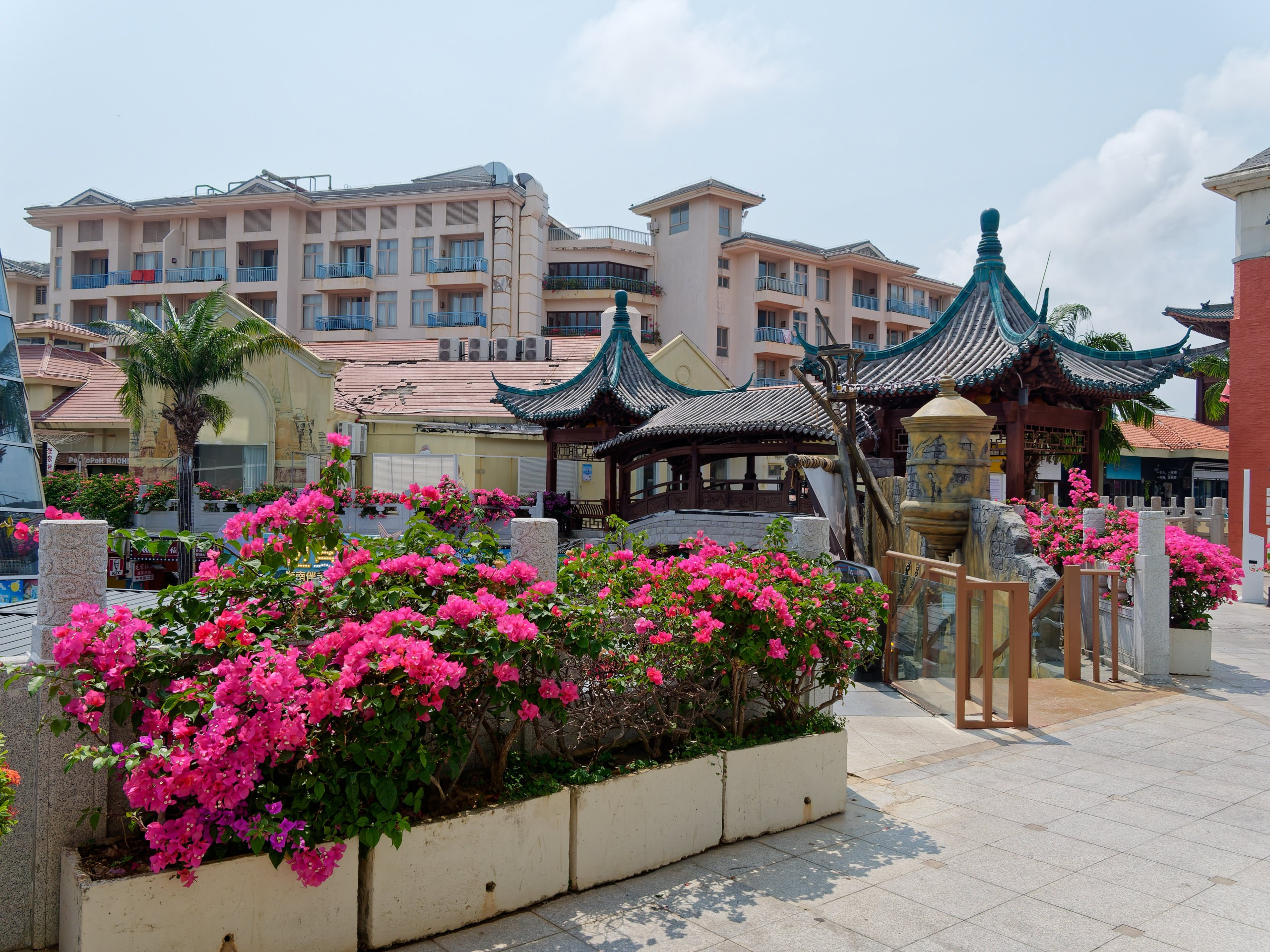 Хайнань 2026, флора, цветы и деревья. Фотопрогулки по Миру