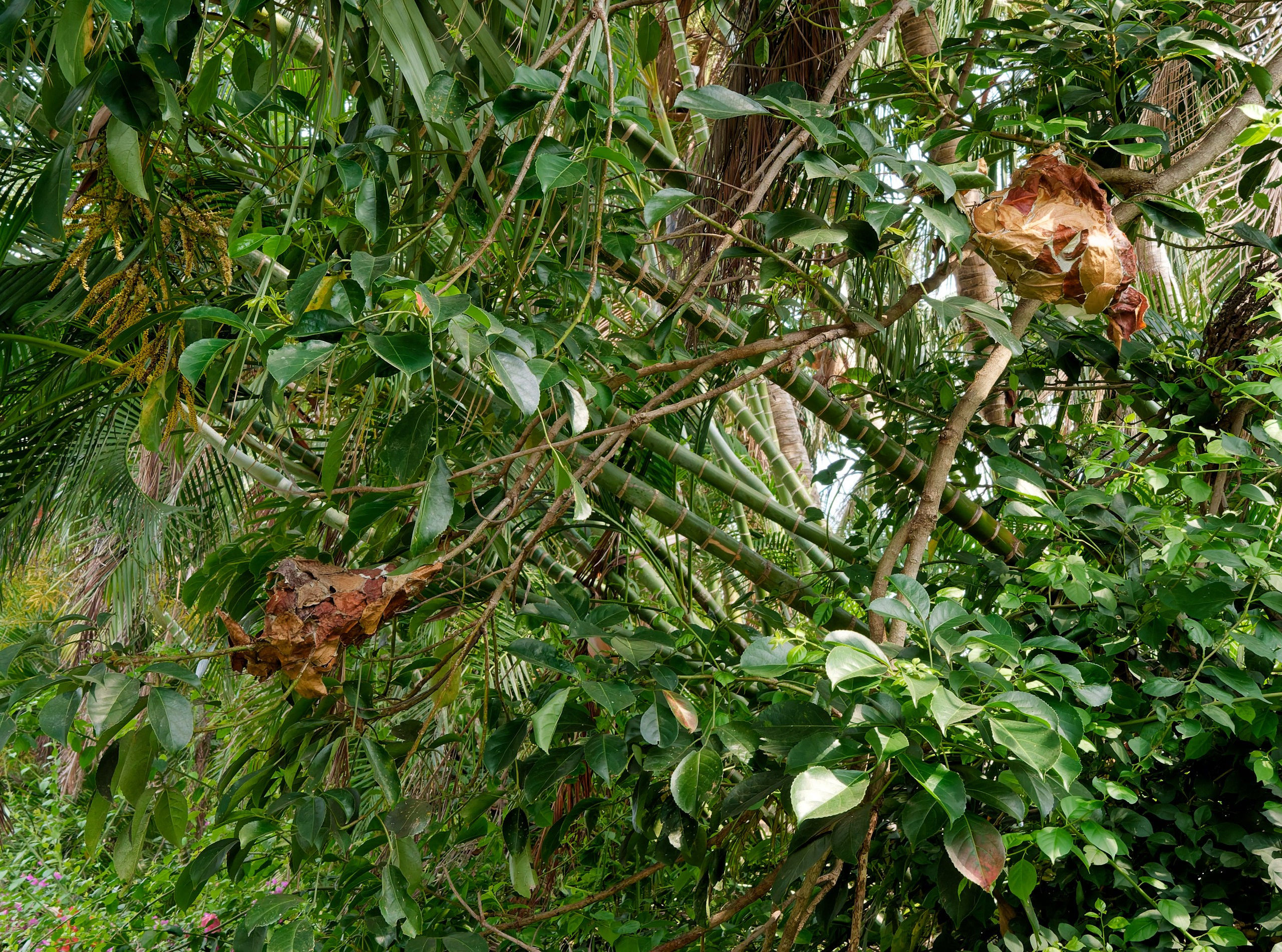 Хайнань 2026, прочая фауна, насекомые. Фотопрогулки по Миру