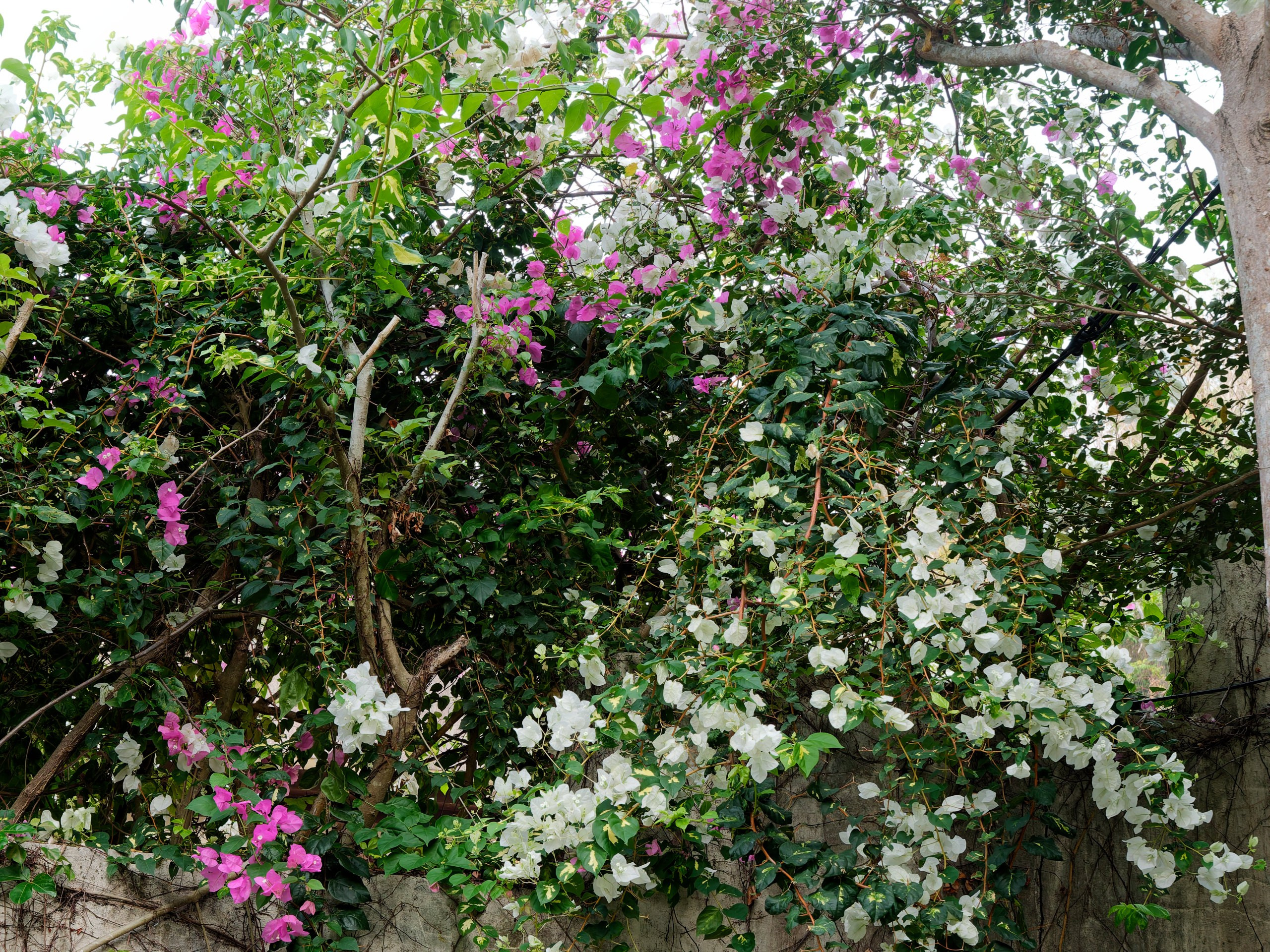 Хайнань 2026, флора, цветы и деревья. Фотопрогулки по Миру