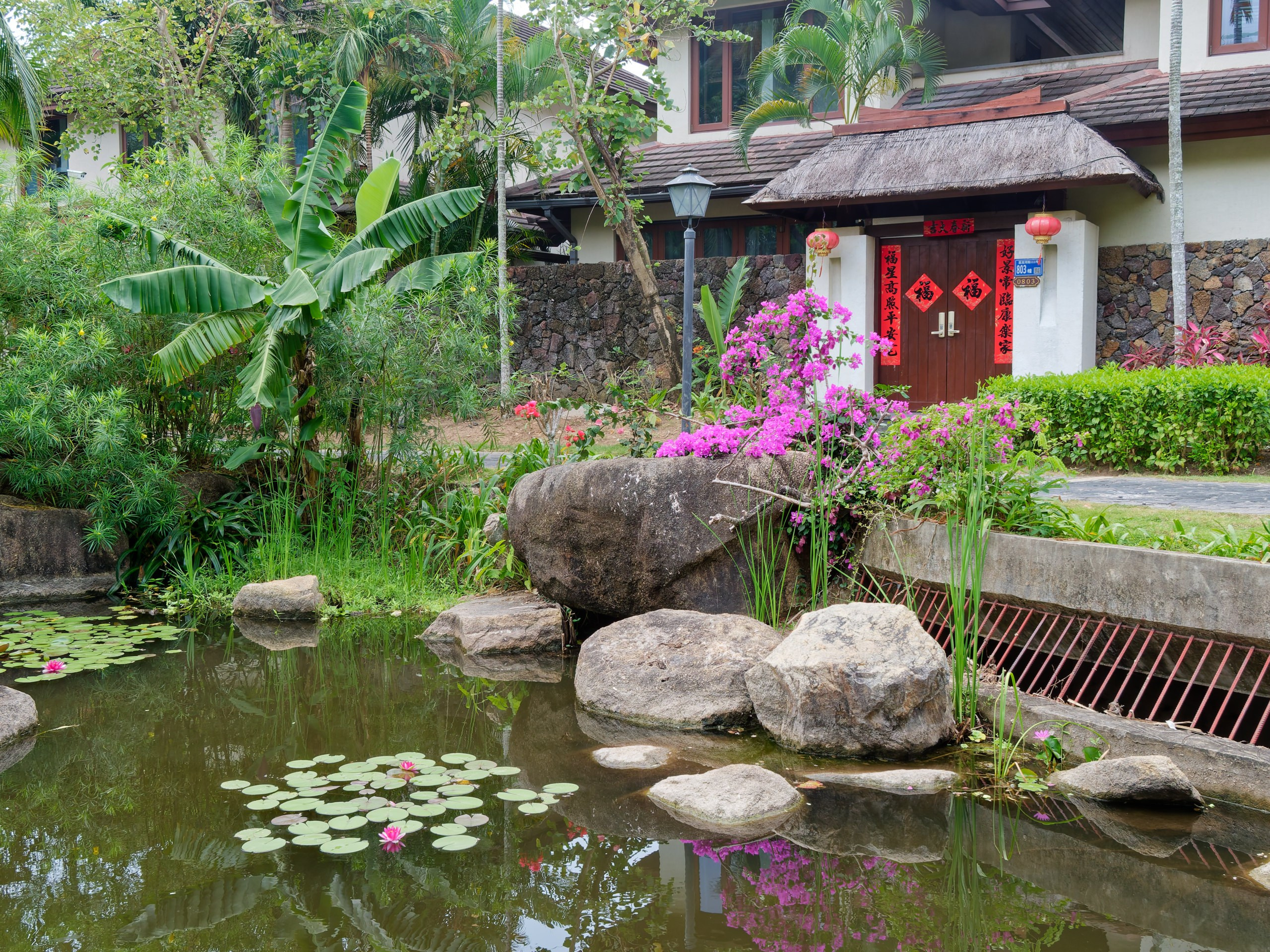 Хайнань 2026, флора, цветы и деревья. Фотопрогулки по Миру