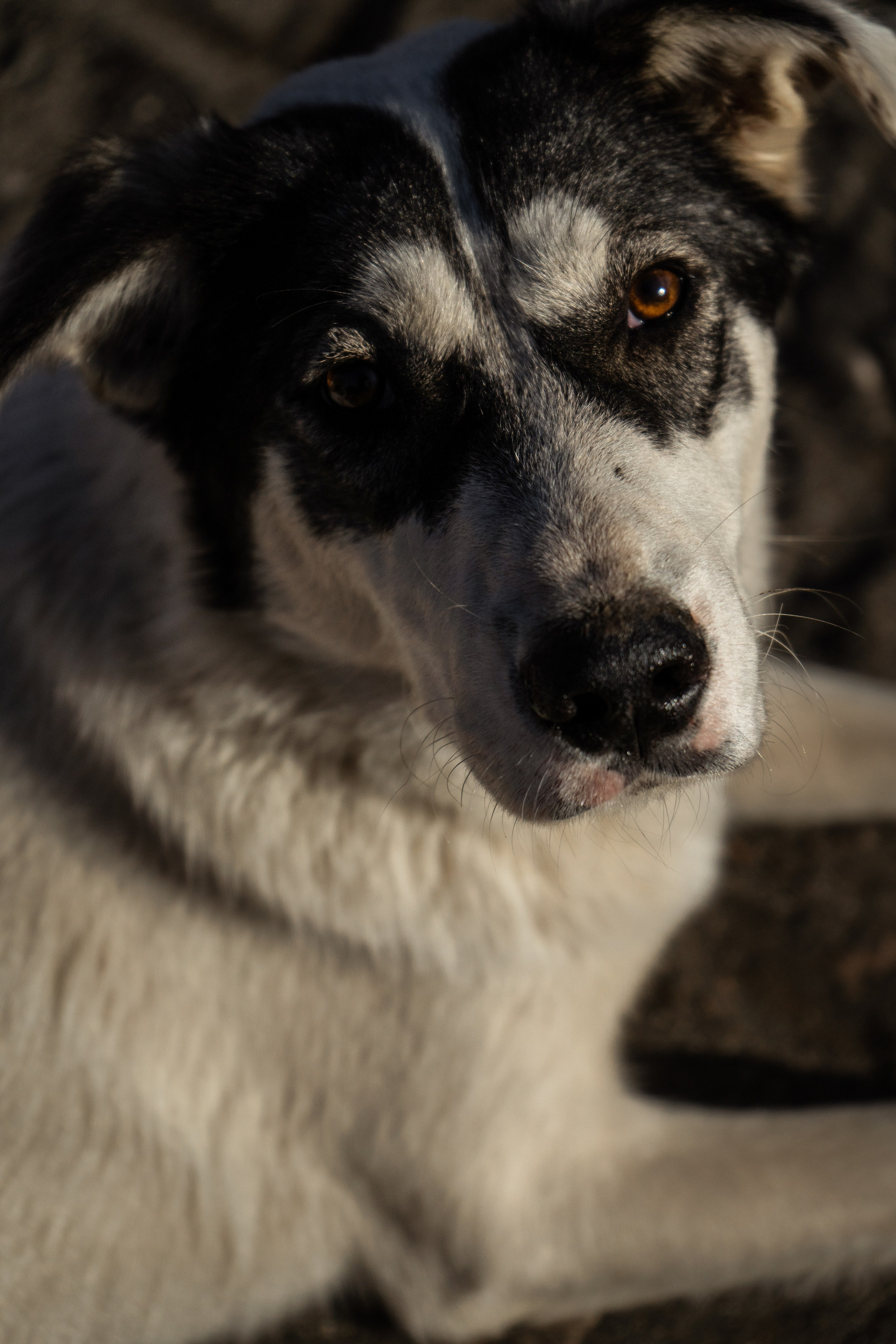 Pets. Makaroshkassirom — photographer in Minsk