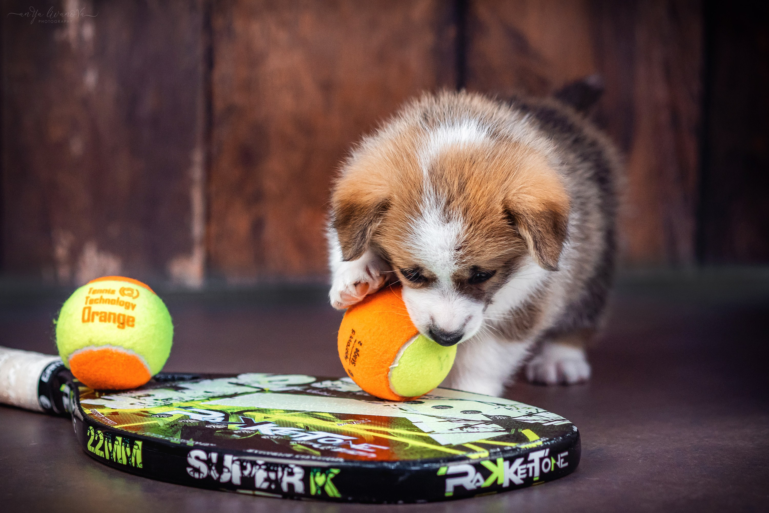 Коржики. Фотограф анималист Аня Ливанова | Рыбинск