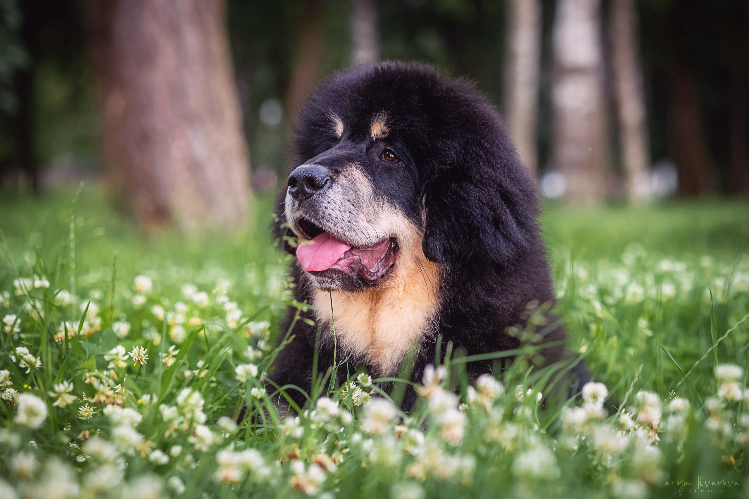Лео. Фотограф анималист Аня Ливанова | Рыбинск
