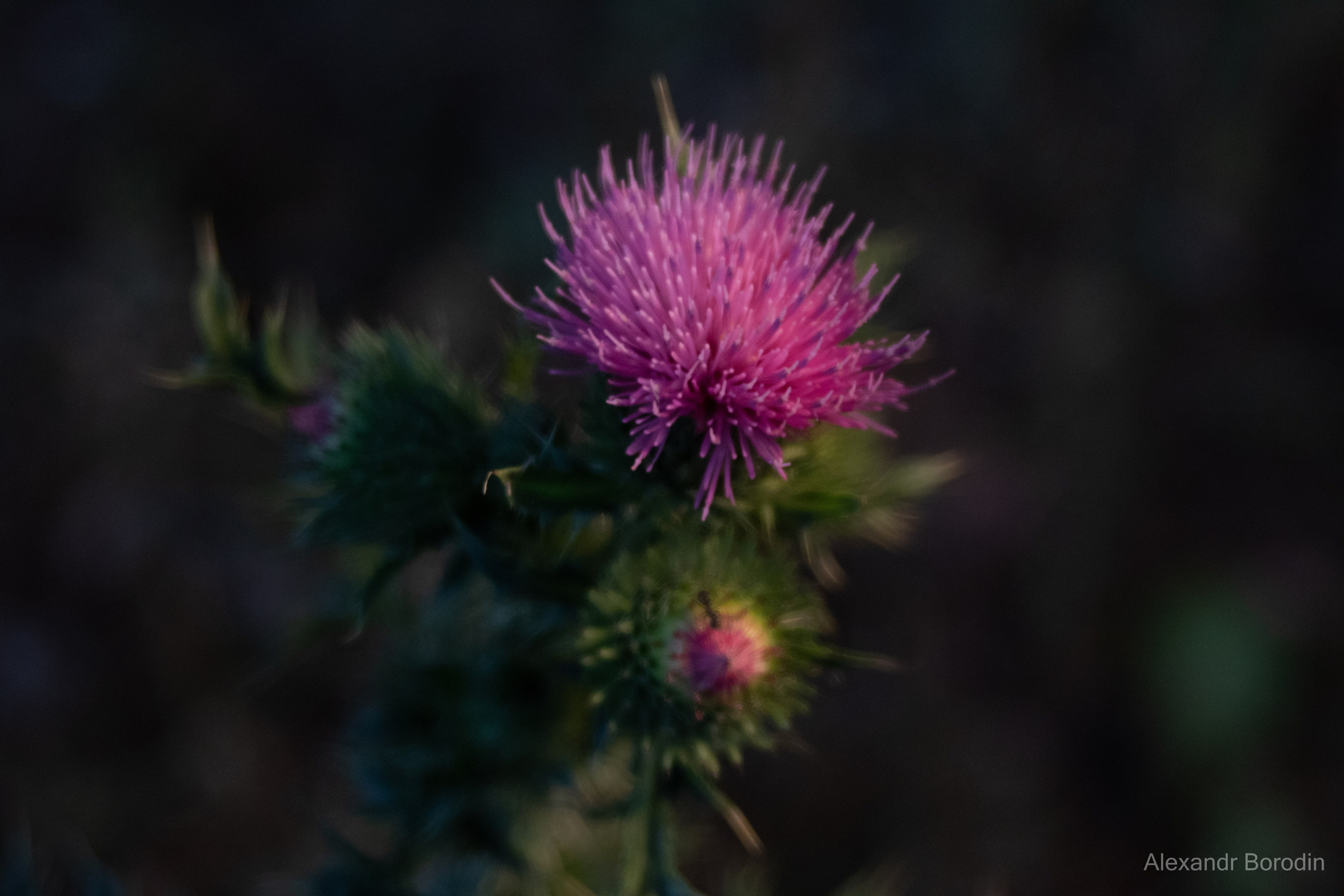 Макро. Профессиональный фотограф Александр Бородин
