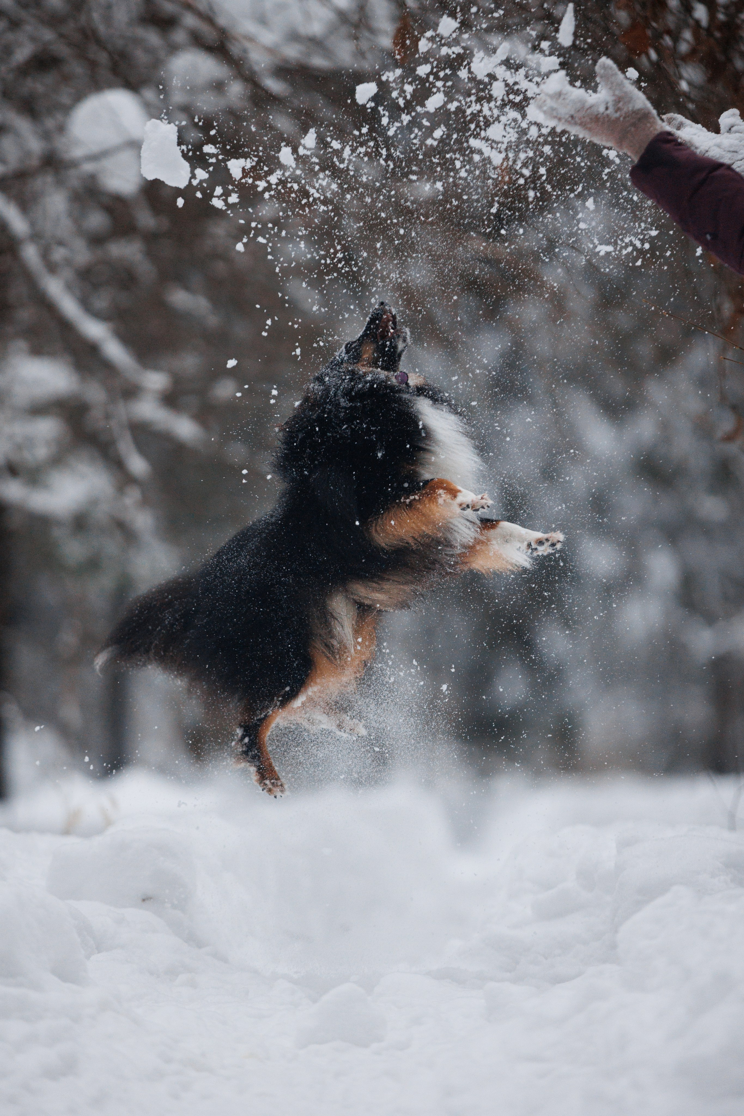 Даша и компания. Фотограф анималист Кристина Карпова, Москва