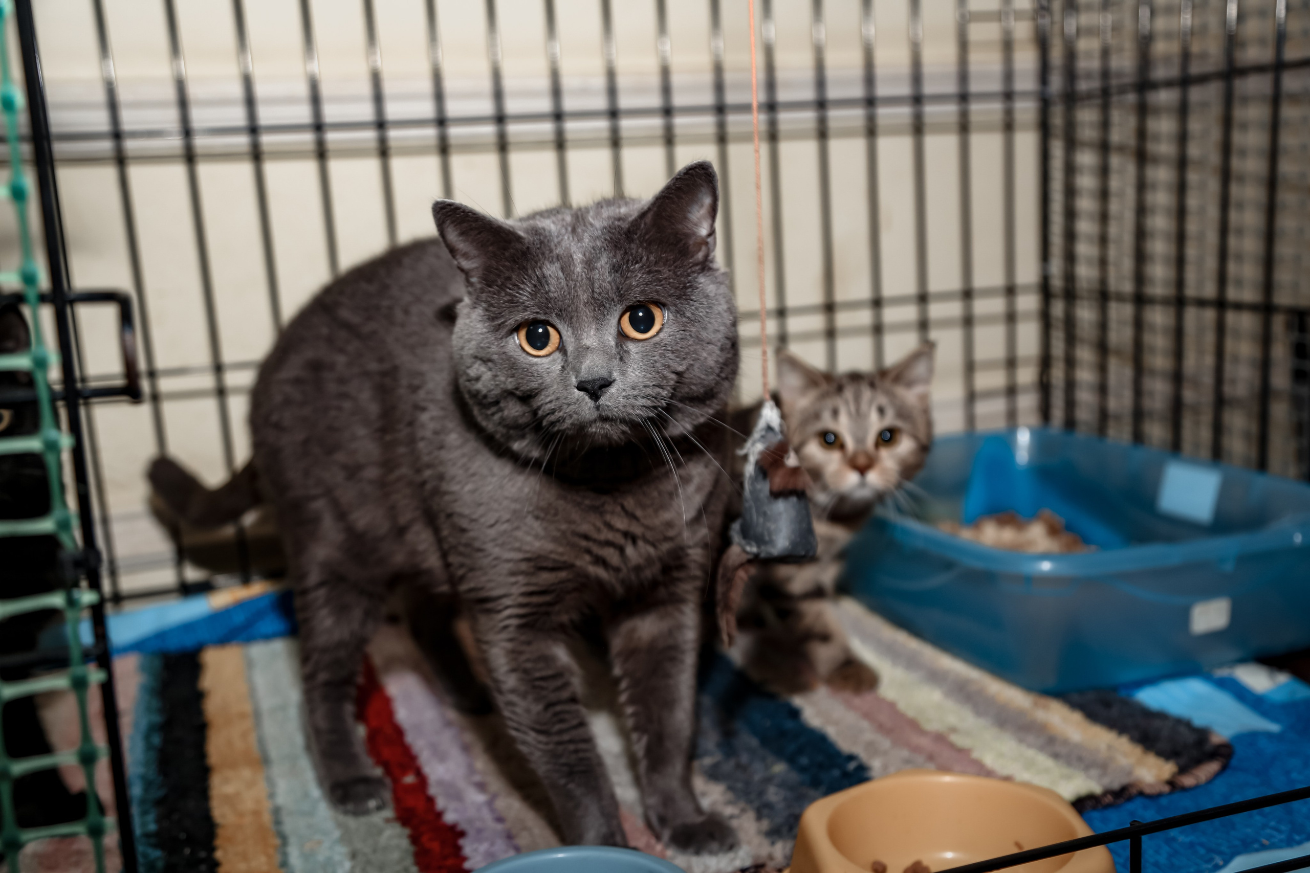 Приют Кошкин Дом Филимоша. Ваш фотограф в Оренбурге Рощупкина Екатерина