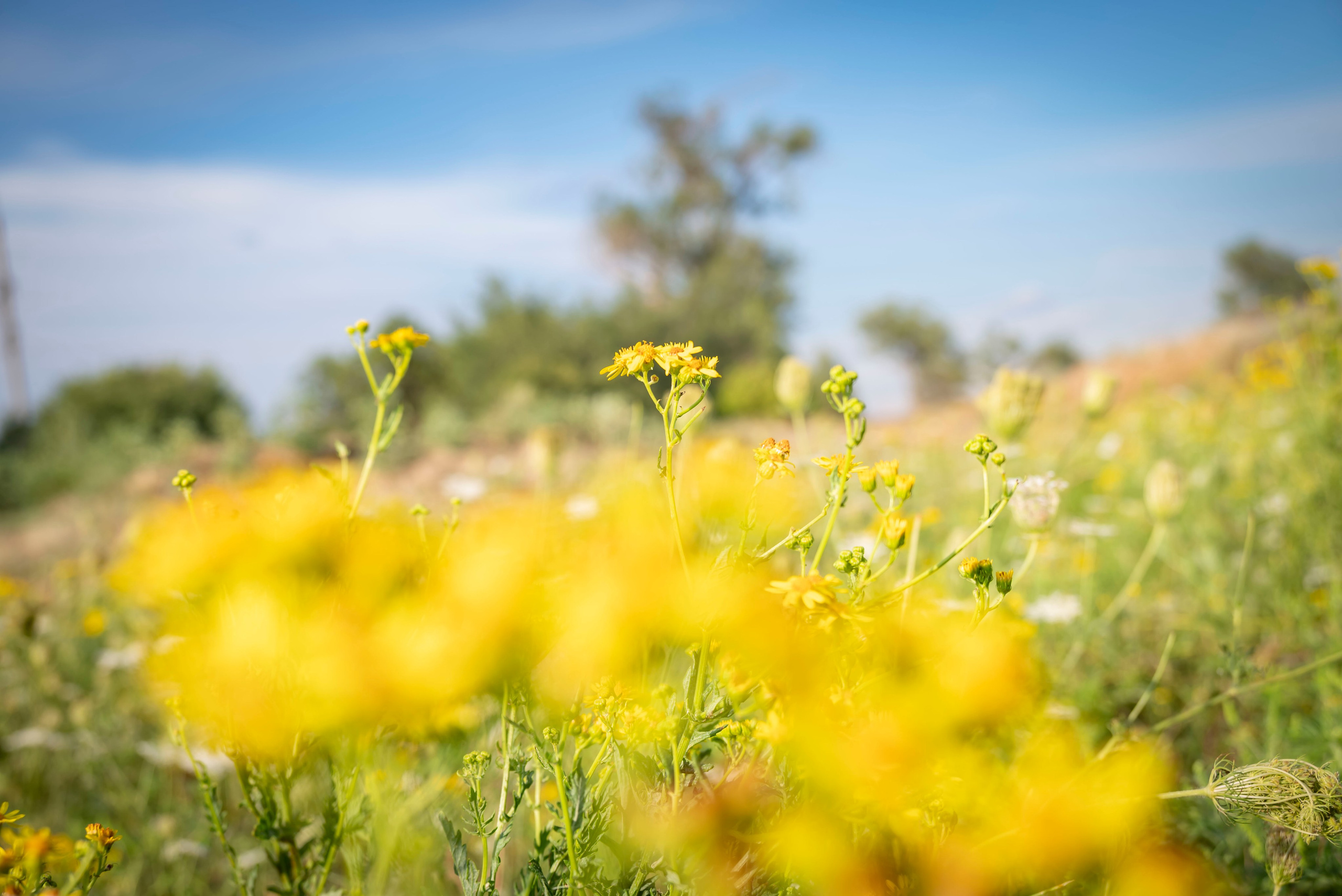 Летняя прогулка. Главная