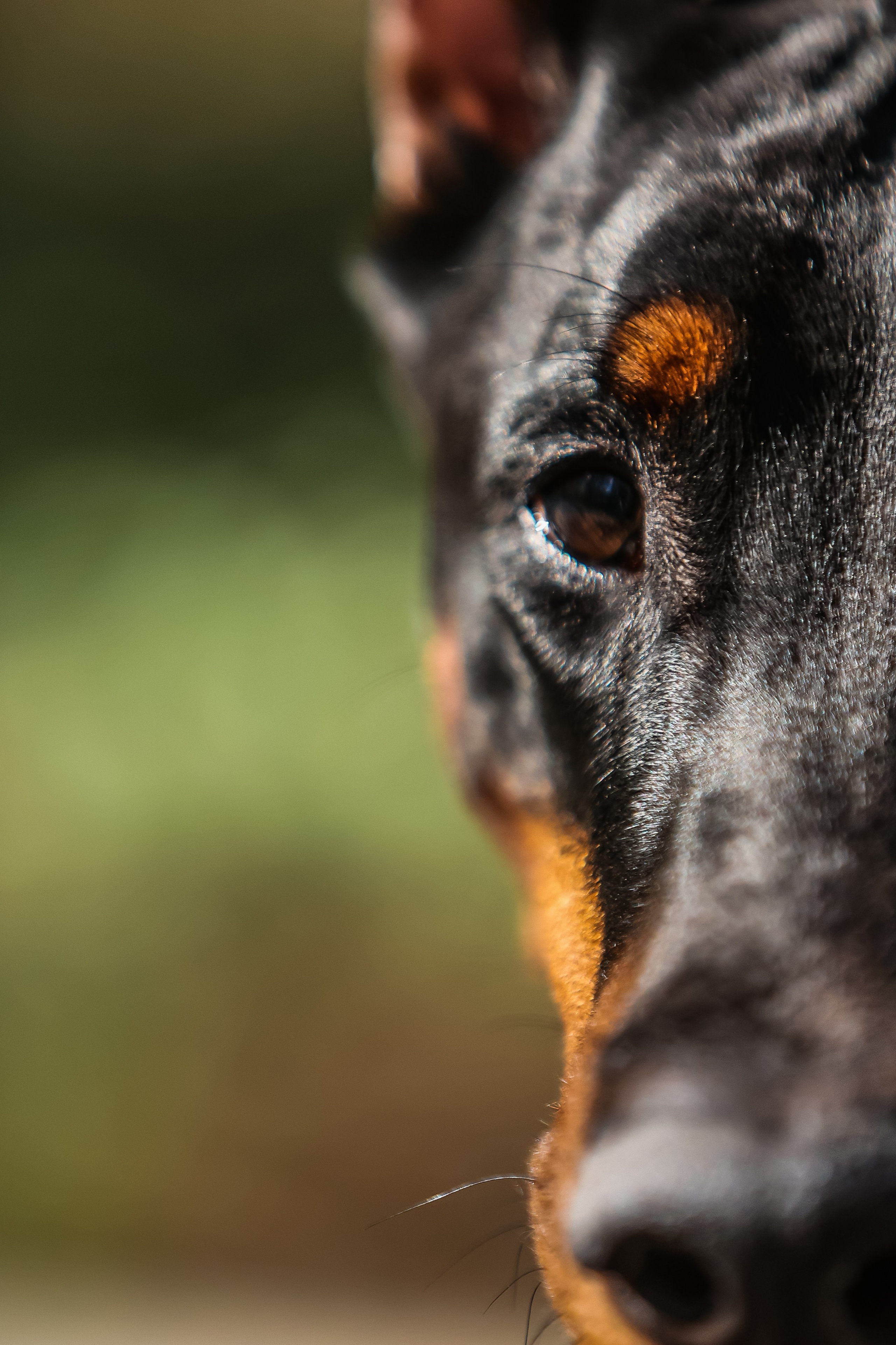 Анималистика. Главная