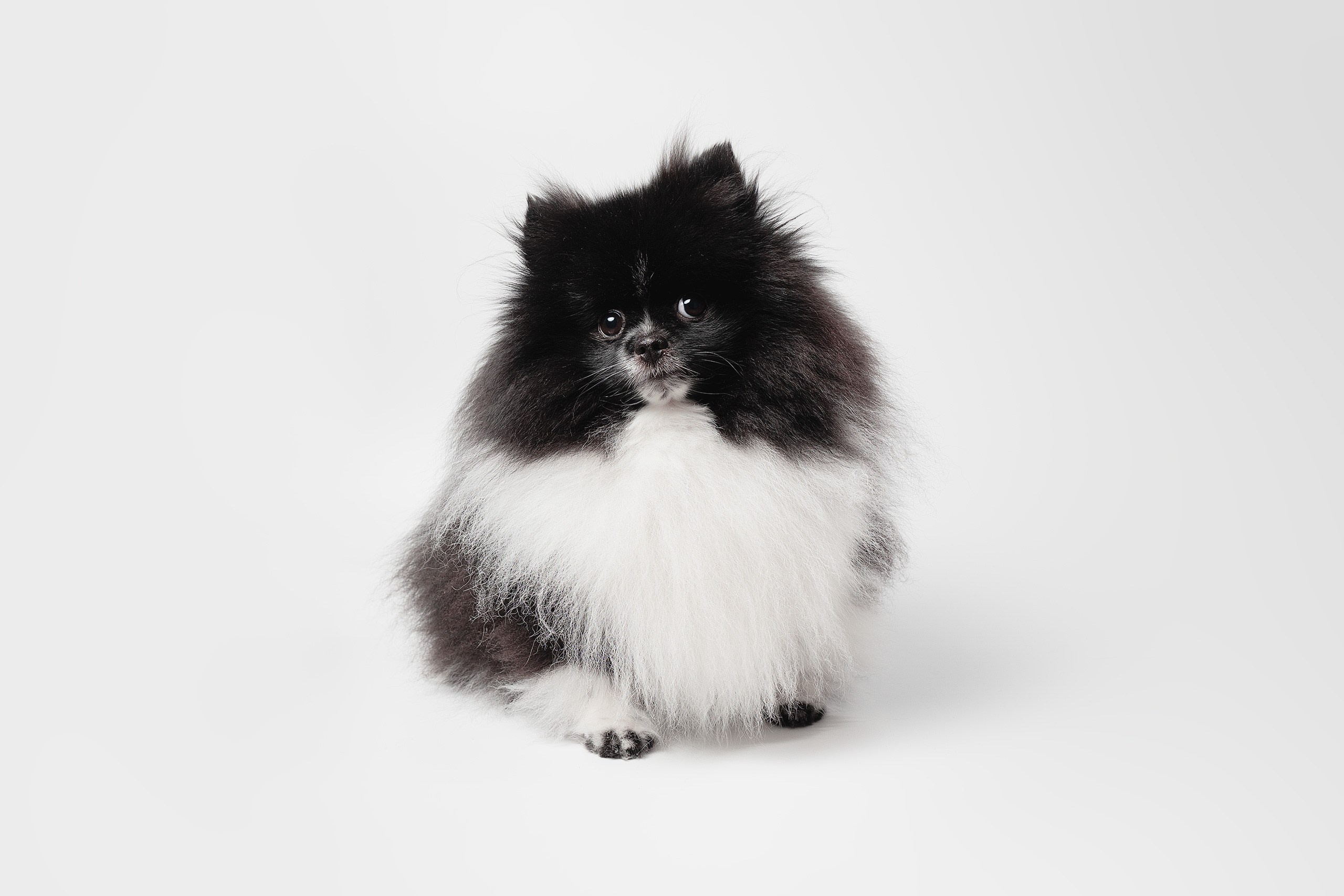 Съёмка собак. Интерьерный фотограф. Москва. Данил Новиков