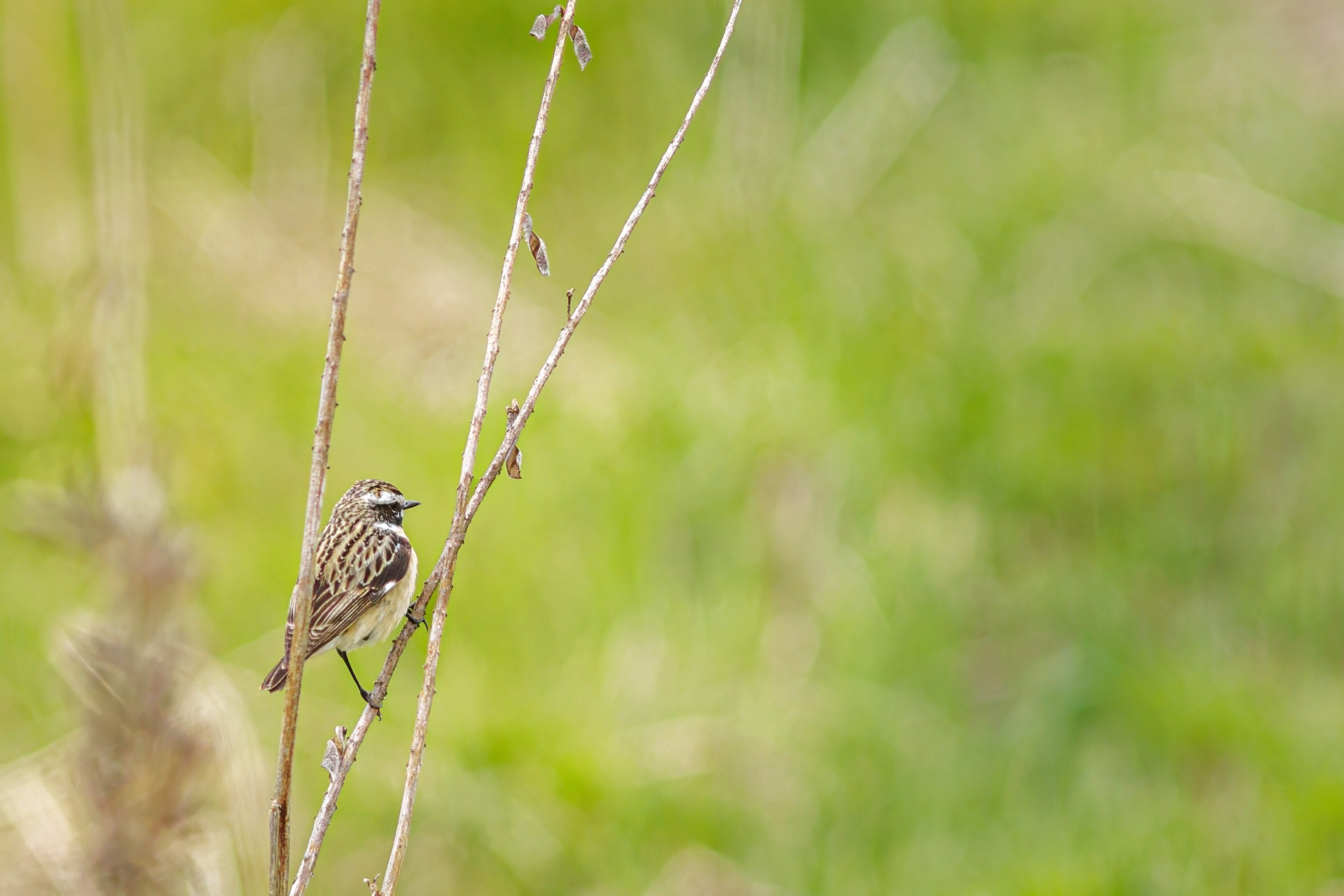 Птица луговой чекан на соломинке.