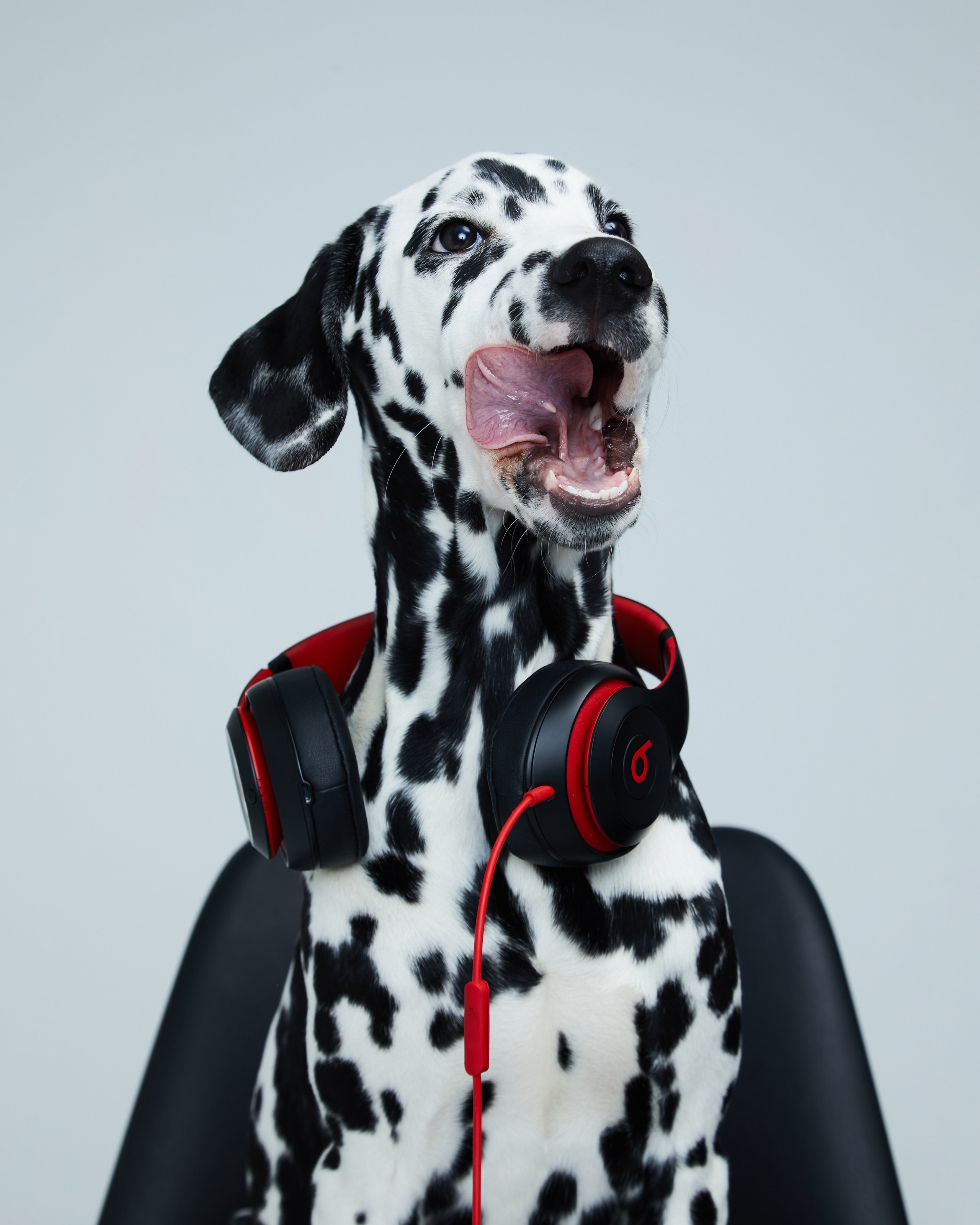 Pets Photography / Фотограф Собак