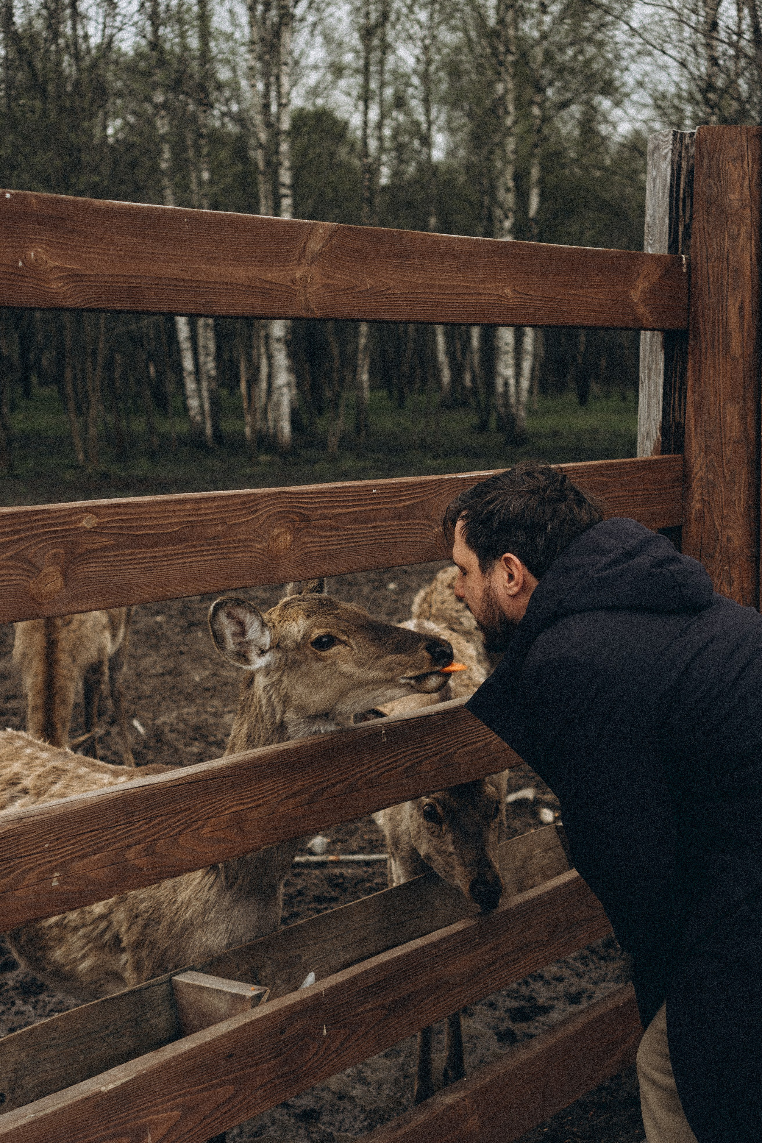 ОЛЕНЬЯ ФЕРМА В ТВЕРИ. Профессиональный фотограф, Санкт-Петербург — Виктория Богомолова