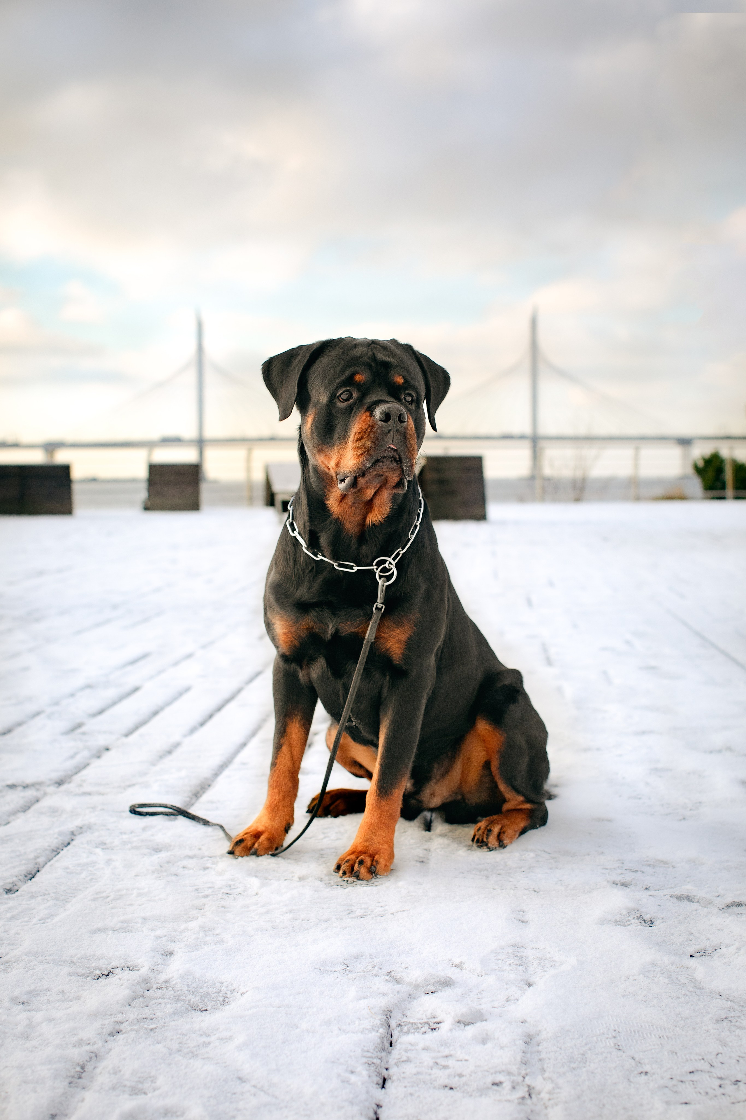 Ротвейлер Аватар. Портретная и семейная съемка. Фотограф анималист