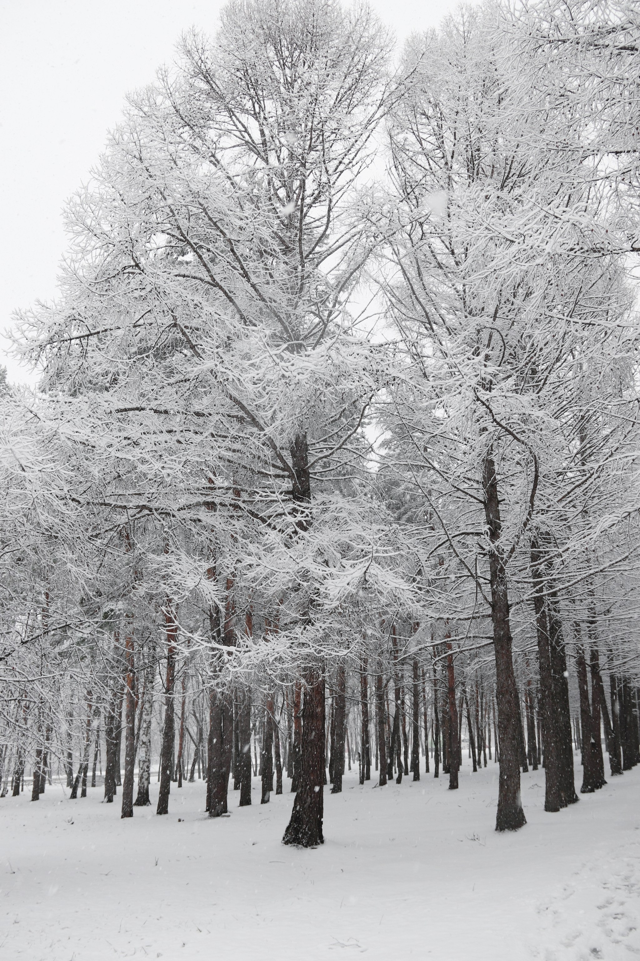 Монохромность марта. С любовью, фотохудожник