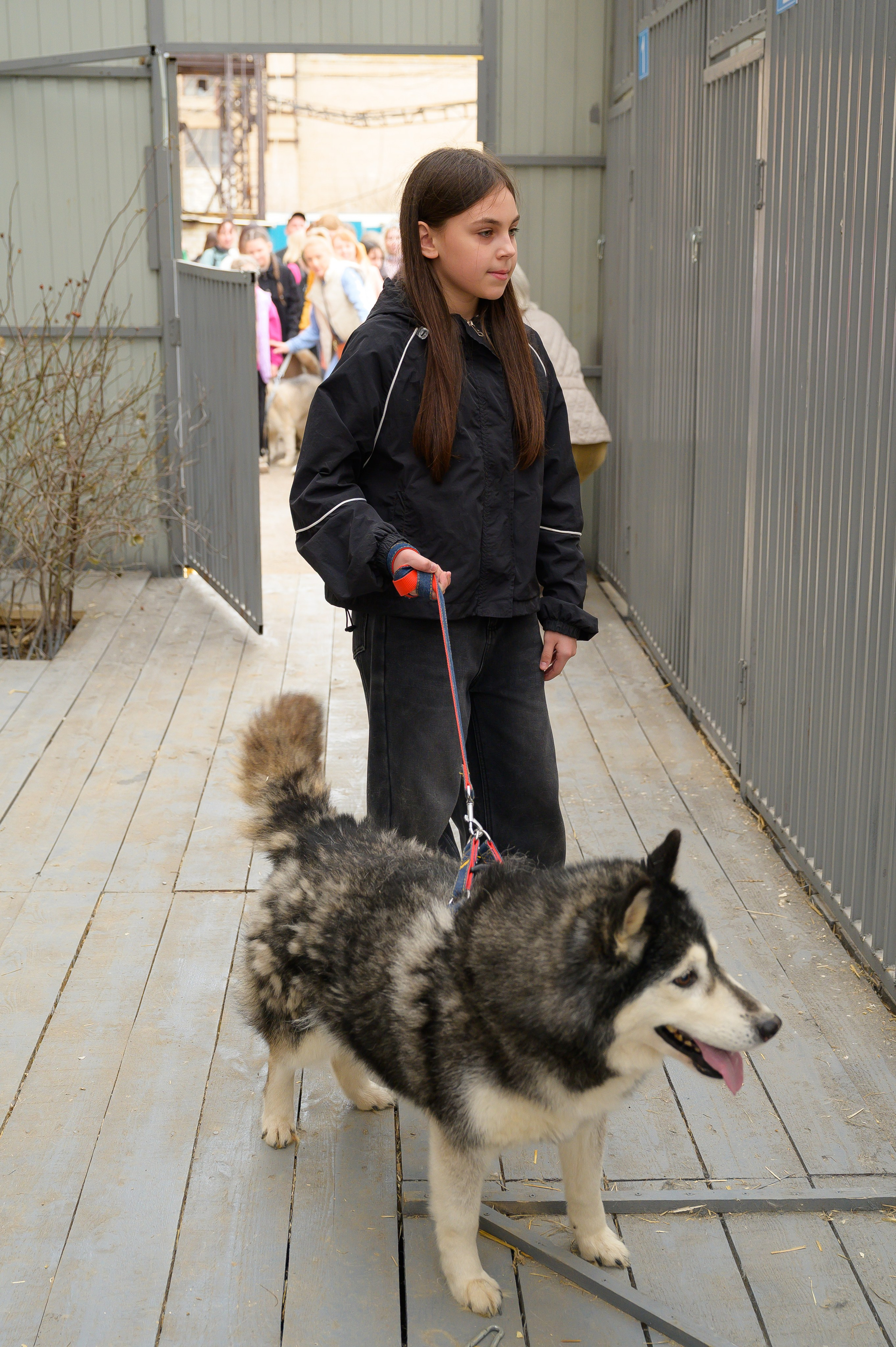 Открытие приюта для собак породы Хаски «Хаски дом»