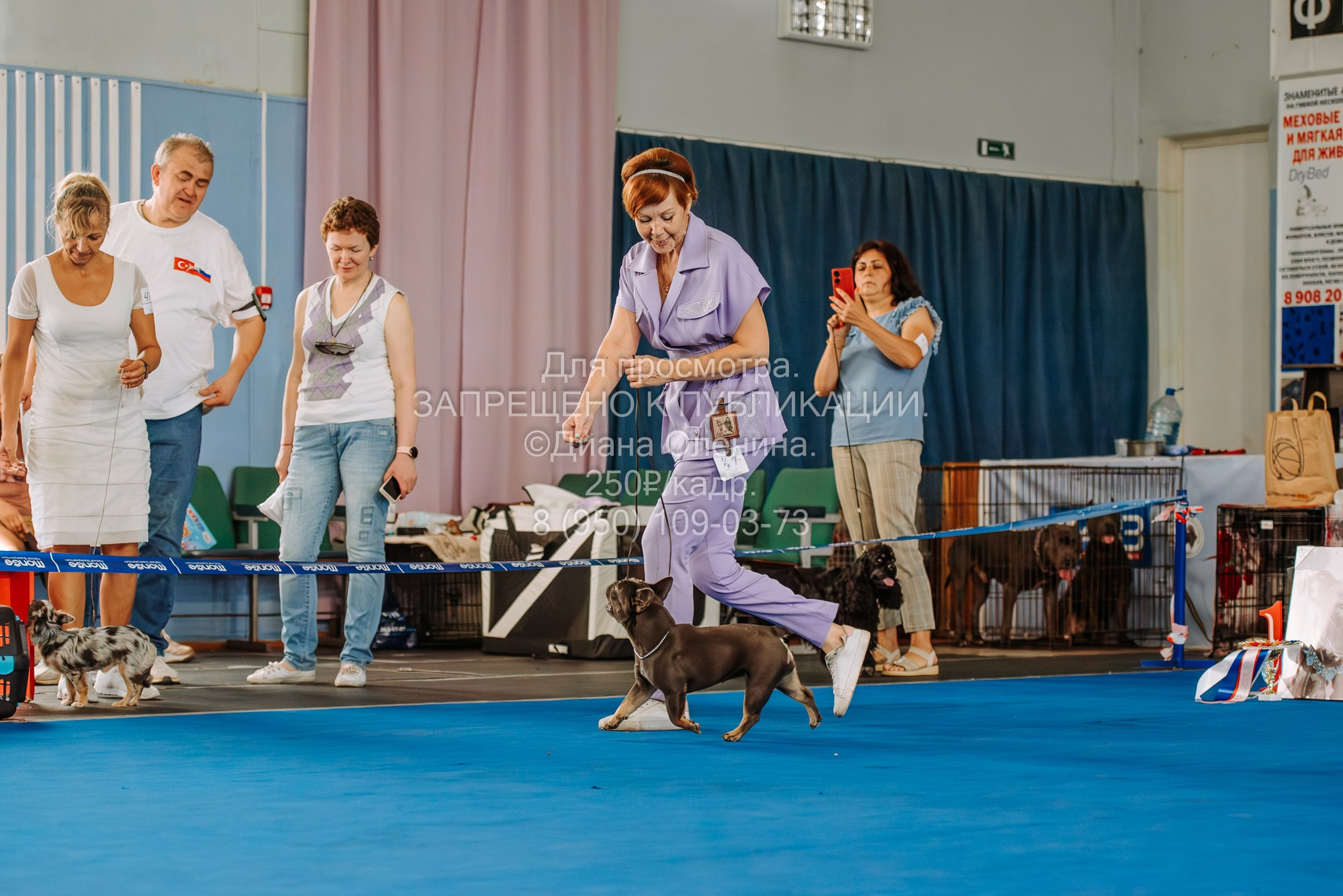 Национальная выставка собак всех пород ранга САС-IKU «Кубок Красноярск. Фотограф Диана Оленина Красноярск / Братск