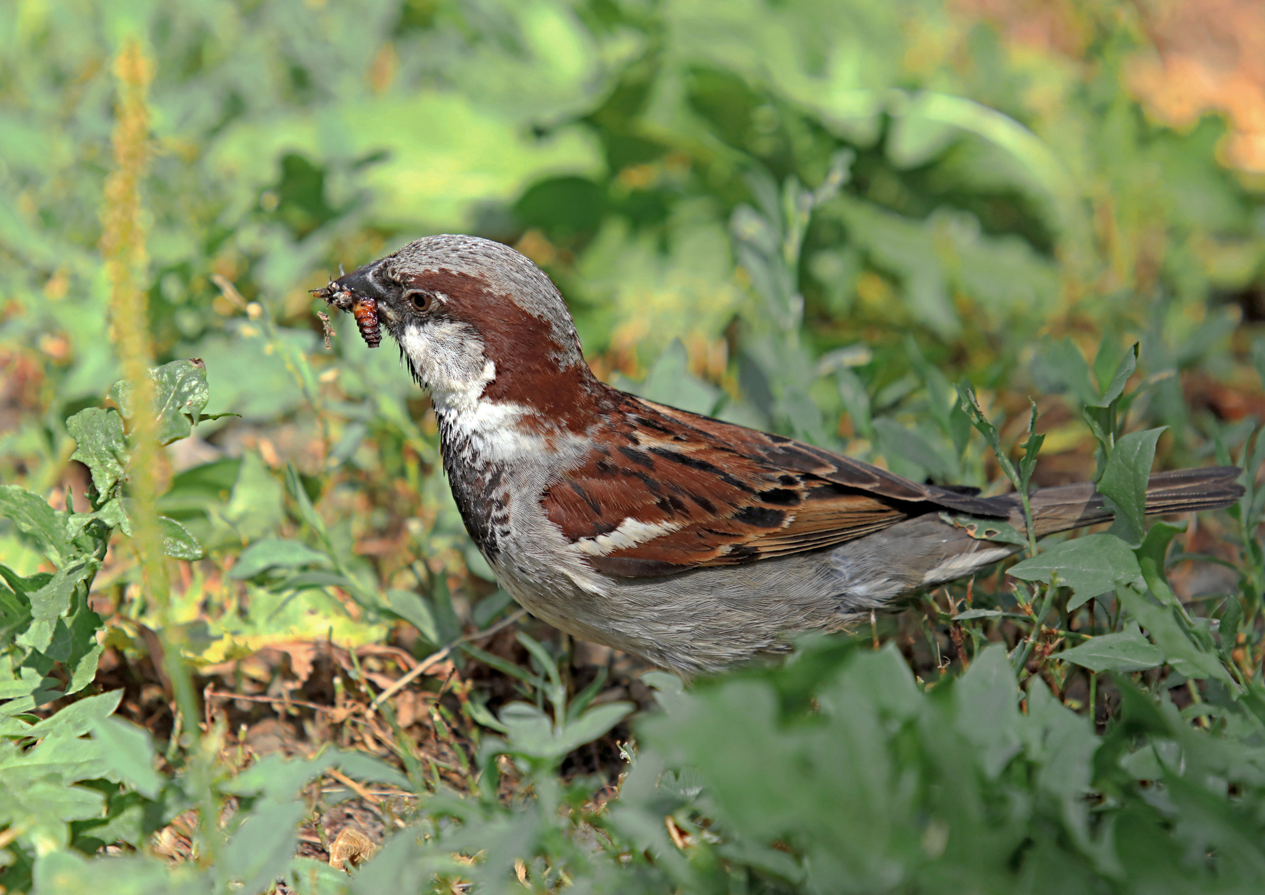 Птицы и животные южного региона. Фото-художник и Репортажный фотограф Николаев Александр Алексеевич