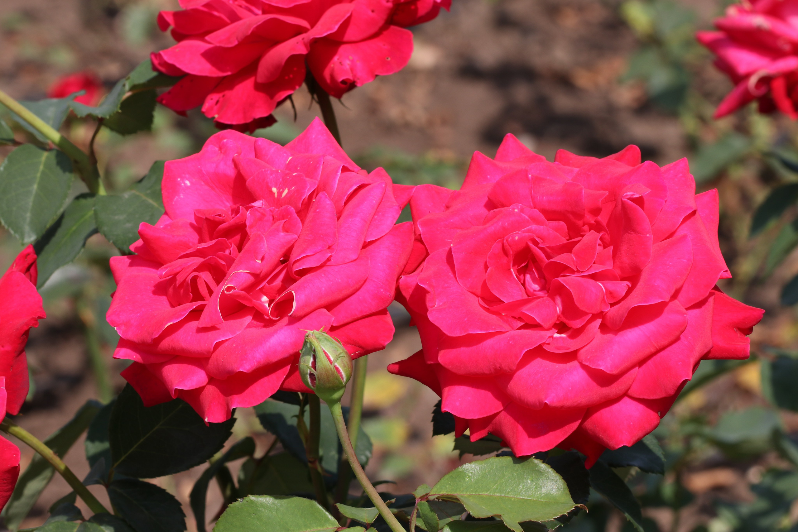 Долина роз в Кисловодске. Фото-художник и Репортажный фотограф Николаев Александр Алексеевич