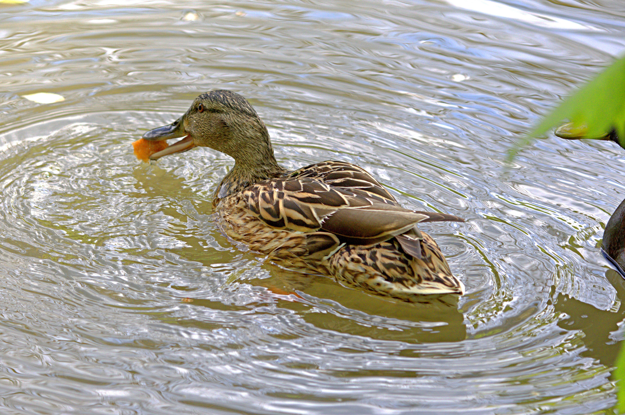 Птицы и животные южного региона. Фото-художник и Репортажный фотограф Николаев Александр Алексеевич