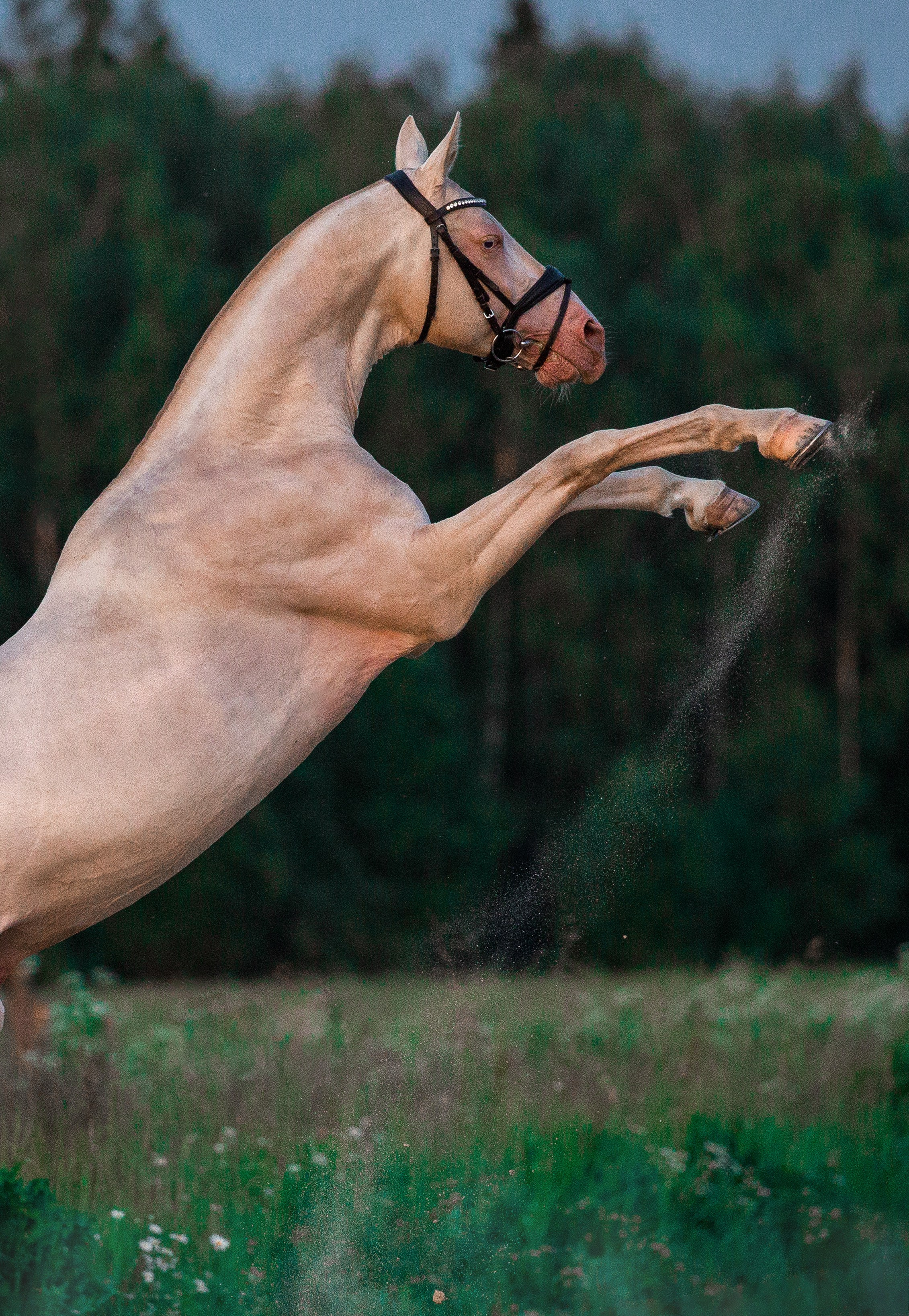 Разное. Фотограф-анималист Ксендзова Кристина