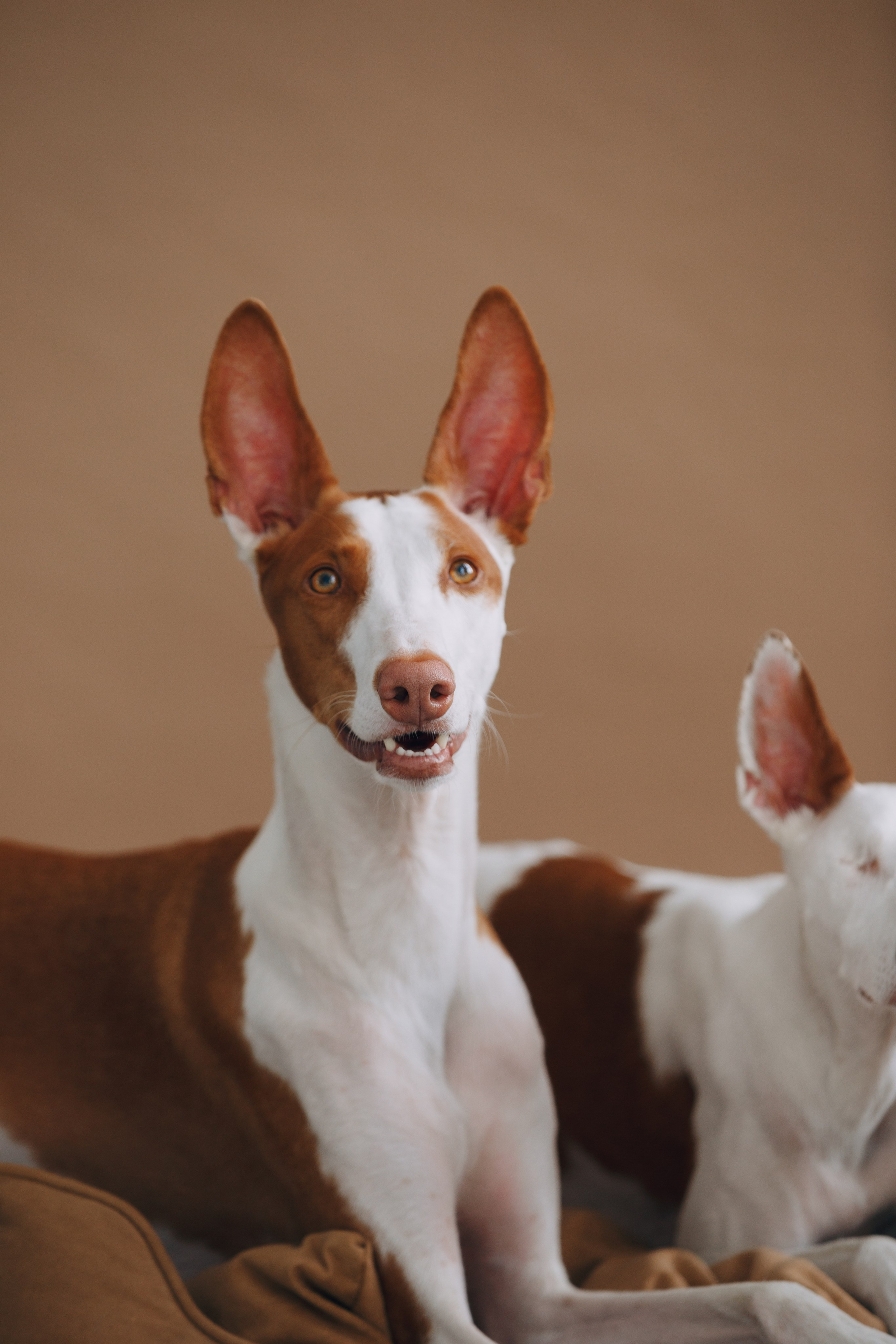 Boonwood Pets лежанки для животных. Фотограф анималист Кристина Карпова, Москва