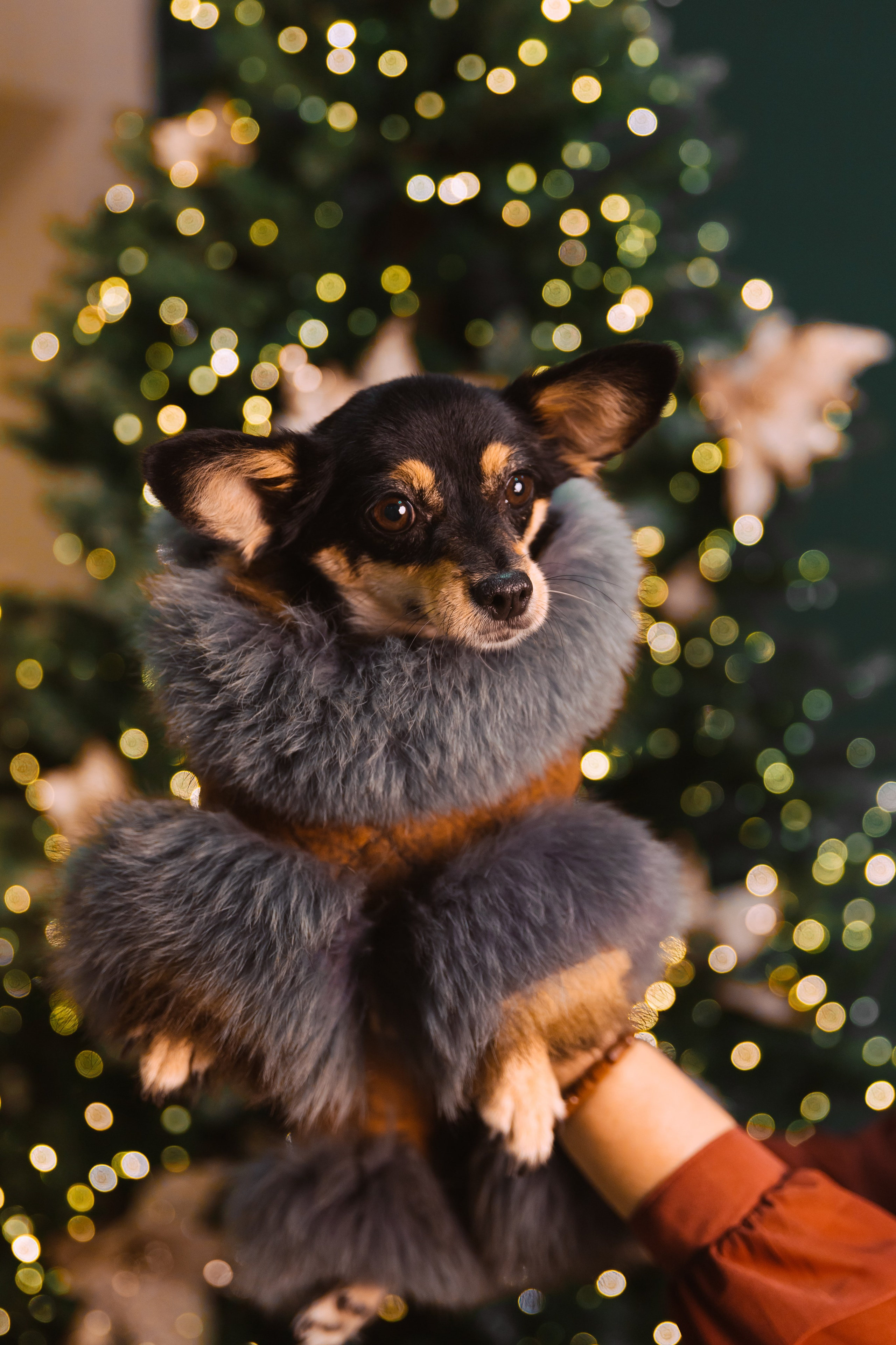 Семейный портрет. Новый год. Фотограф во Владивостоке. Юрганова Анна