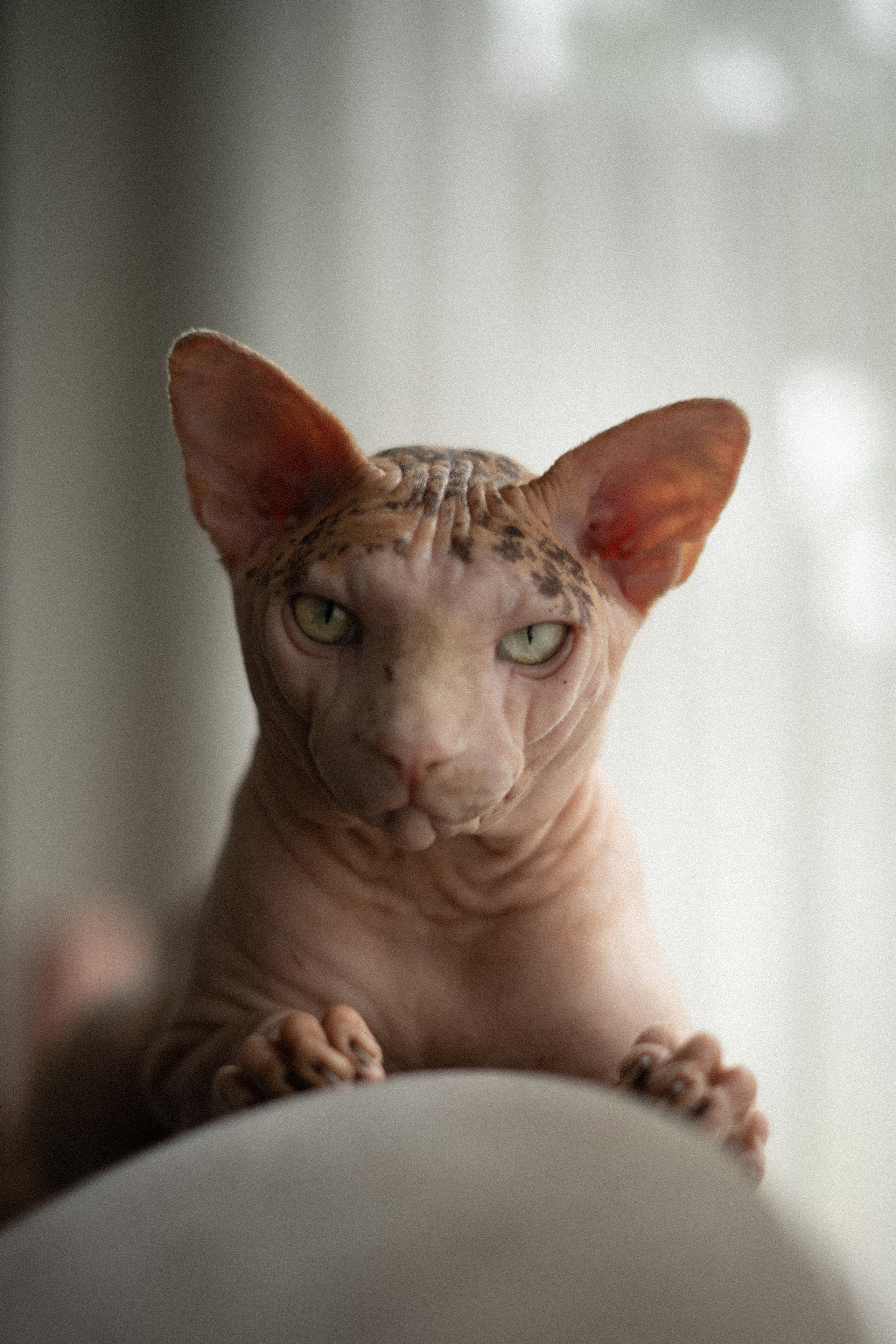 Alisa. Alena Gribkova