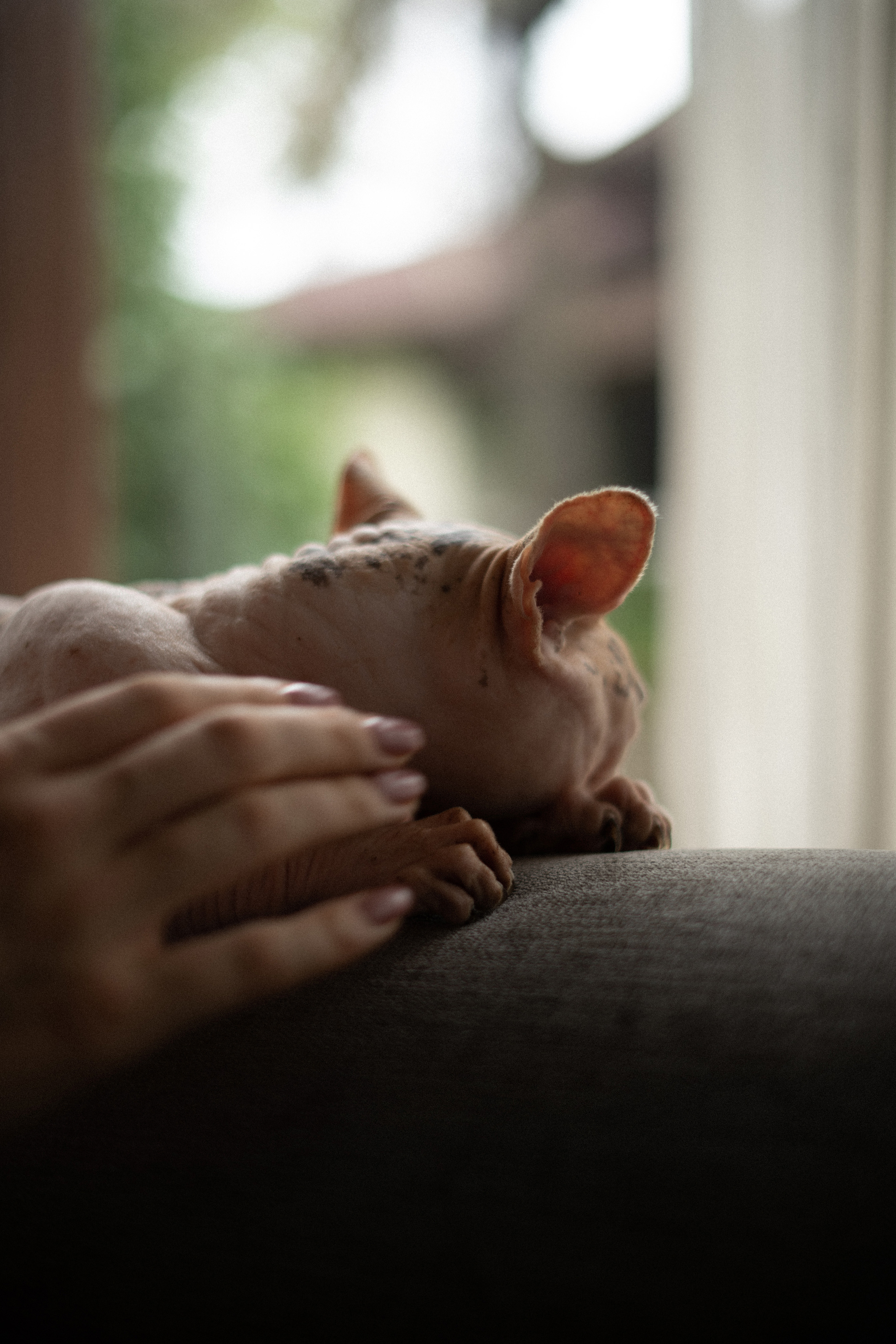 Alisa. Alena Gribkova