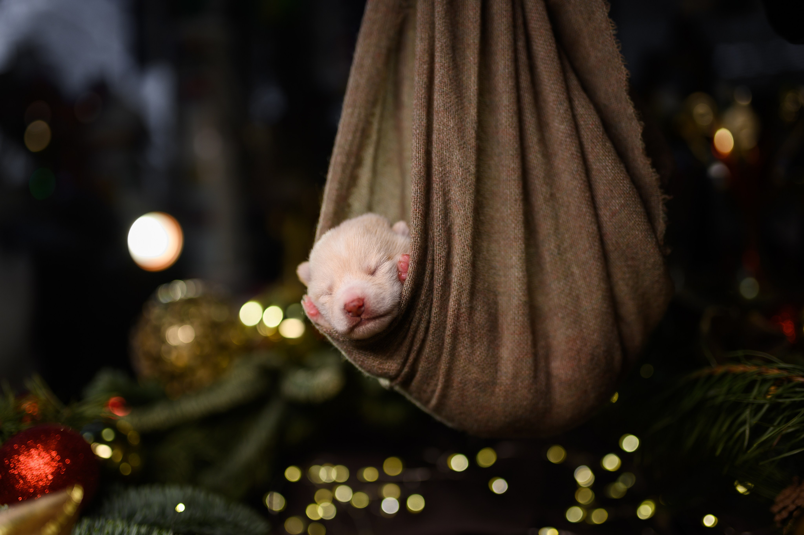 Мамесиба. Фотограф анималист в Москве Ольга Агушева