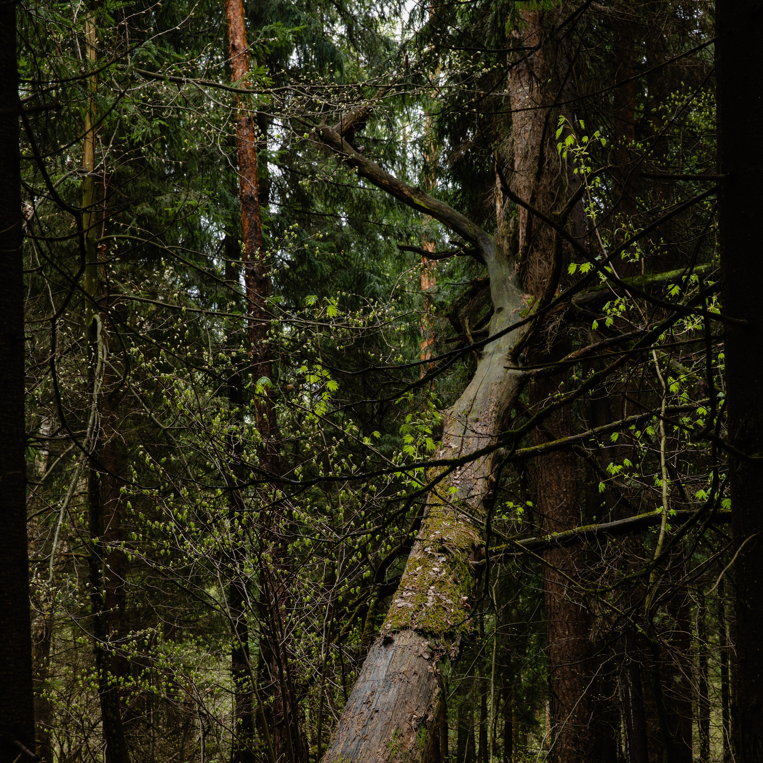 Лосиный остров, май 2023. Фотографии