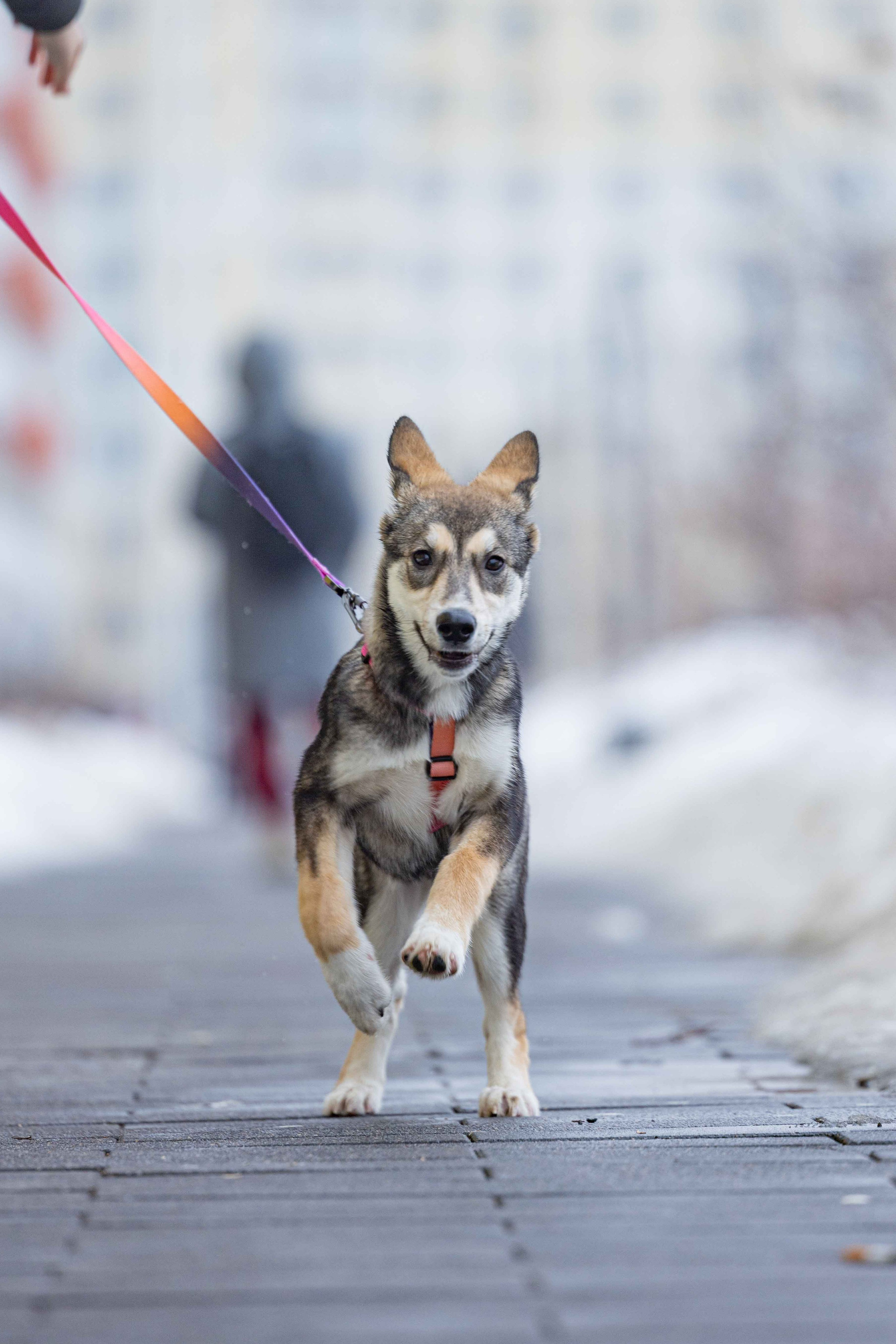 Шами. Фотограф-анималист в Москве Лера Черноног