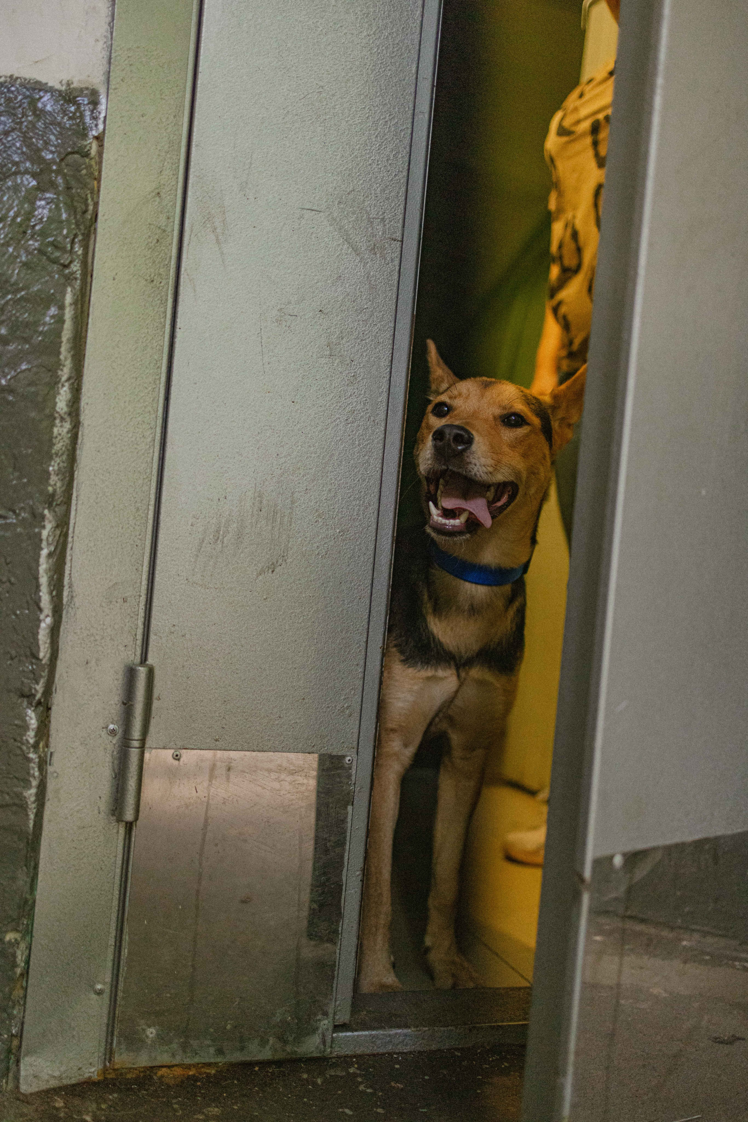 Джеки. Фотограф-анималист в Москве Лера Черноног