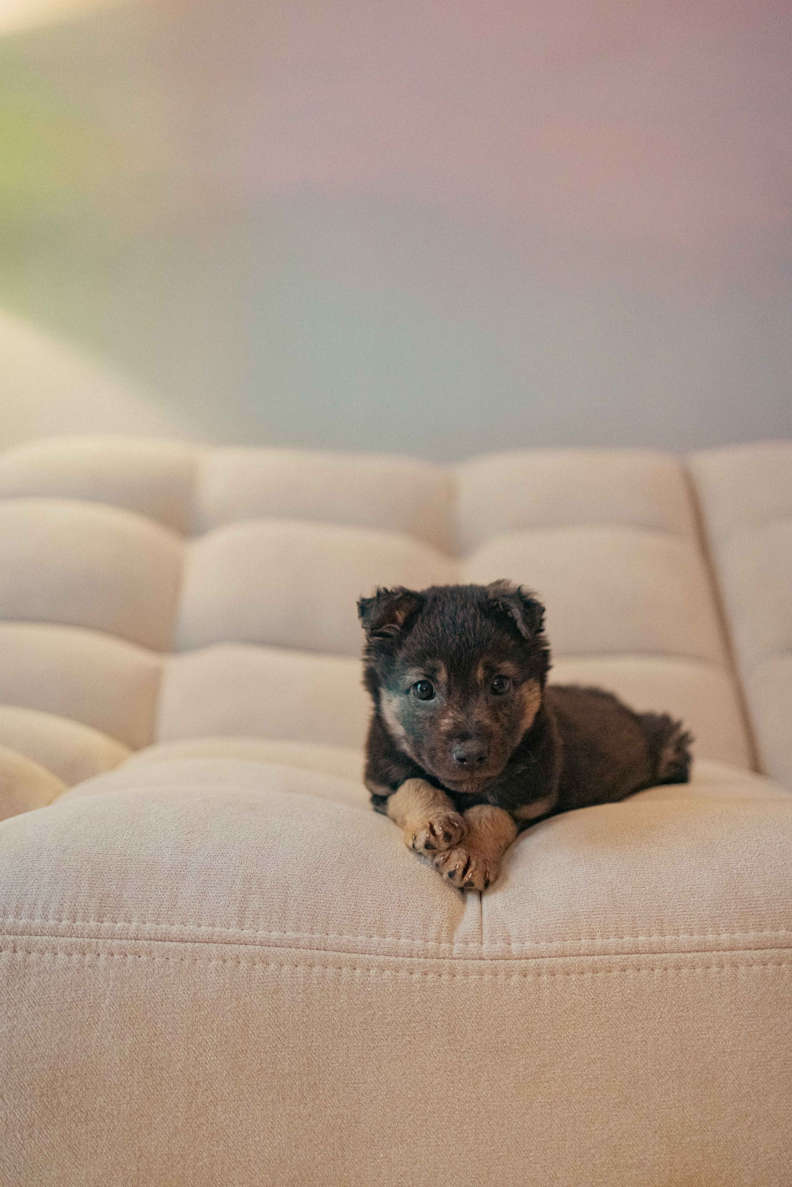 Пеппа. Фотограф-анималист в Москве Лера Черноног