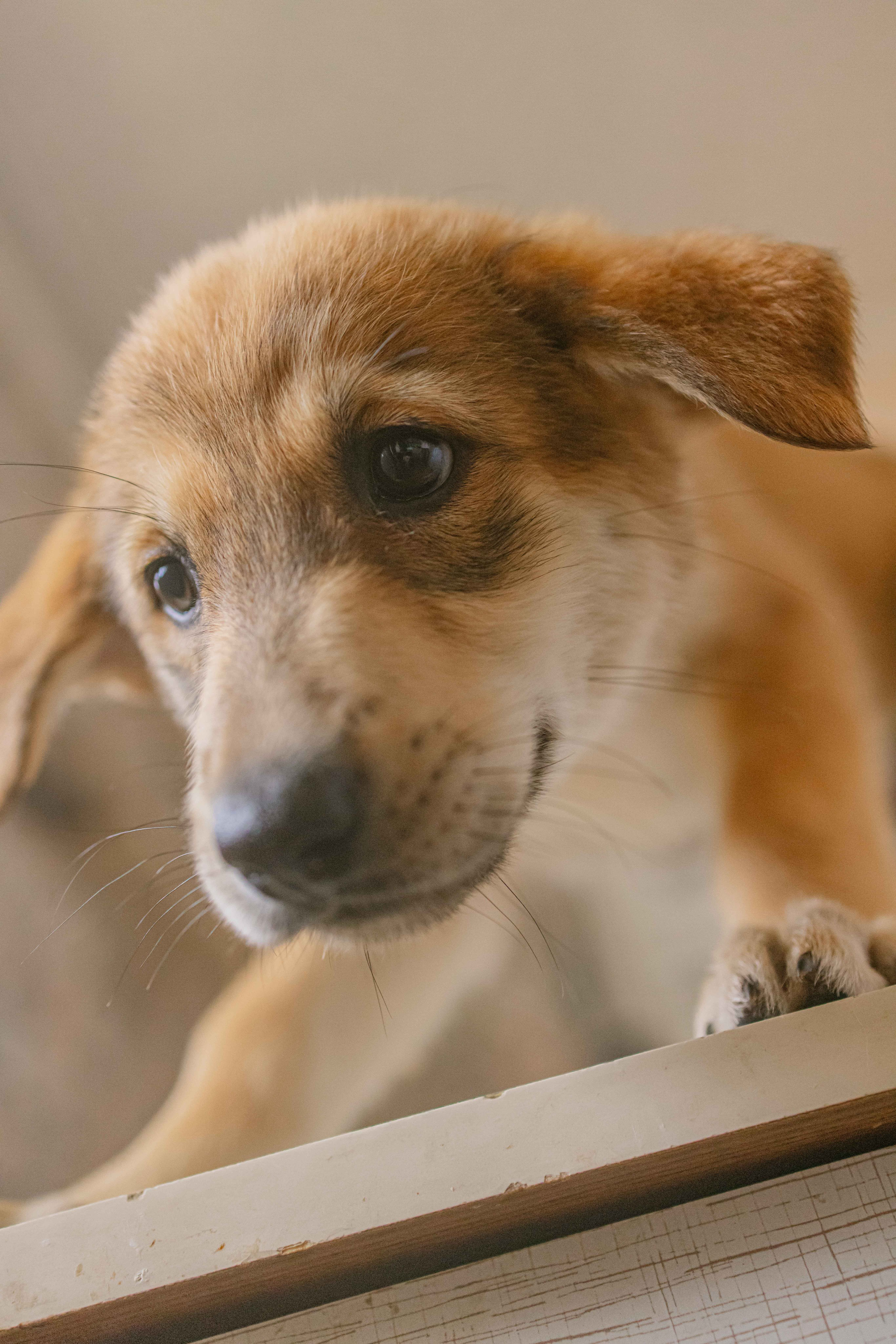 Щеночки на кухне. Фотограф-анималист в Москве Лера Черноног