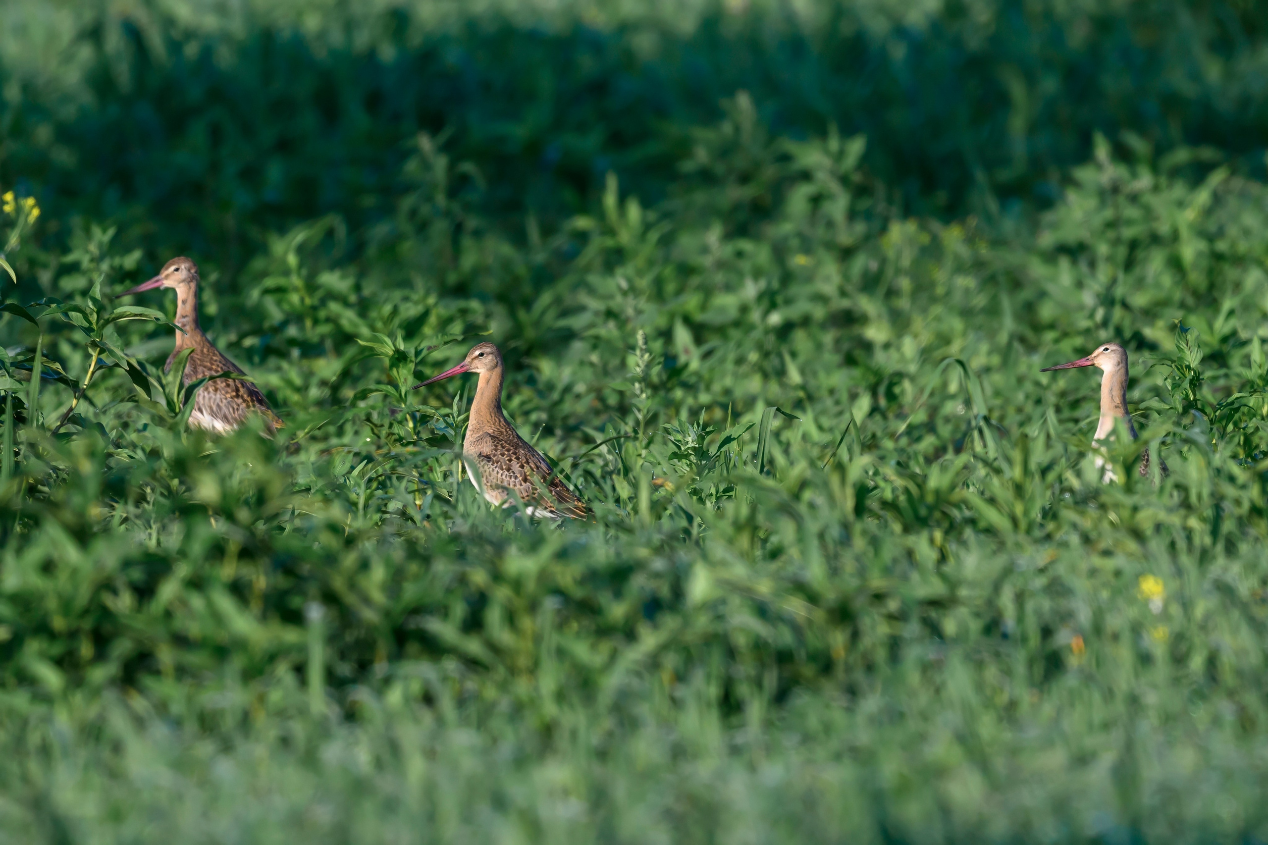 Совы и веретенники. Фотограф Сергей Пупонин