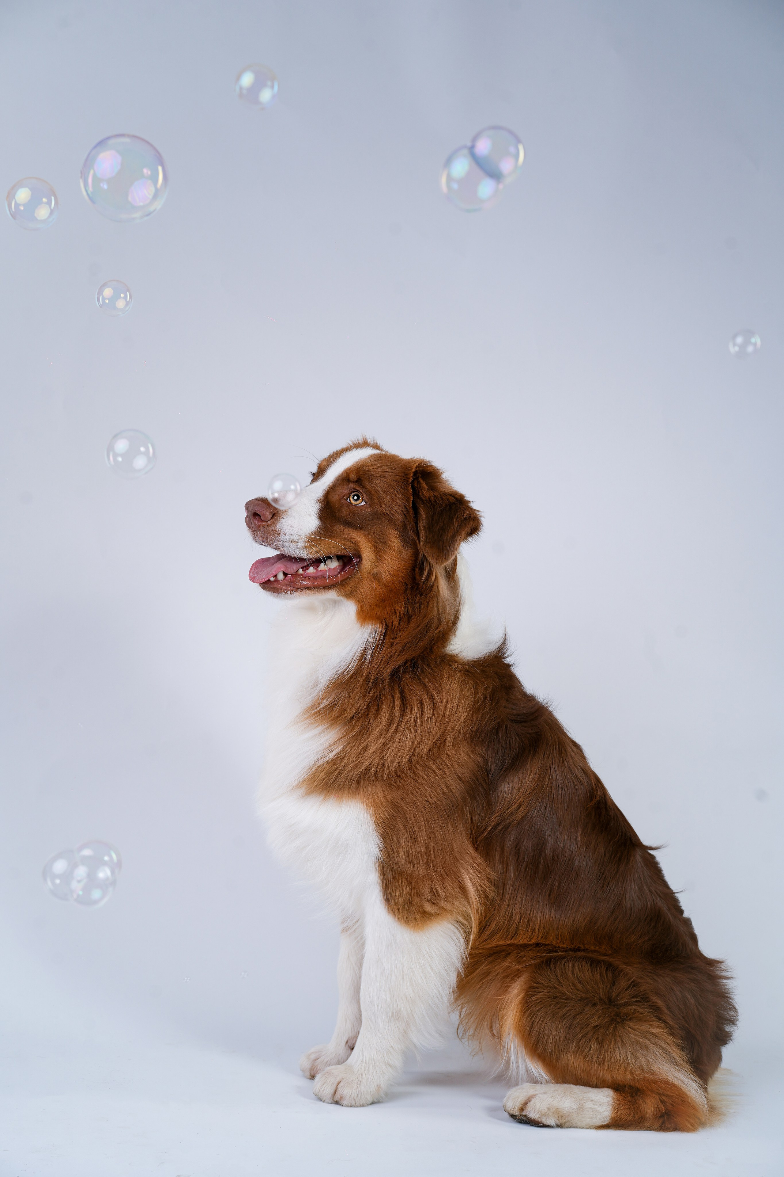 Ксюша, сиба Тэффи и австралийцы Арчи и Нэо. Фотограф-анималист в Санкт-Петербурге Яна Мартынова