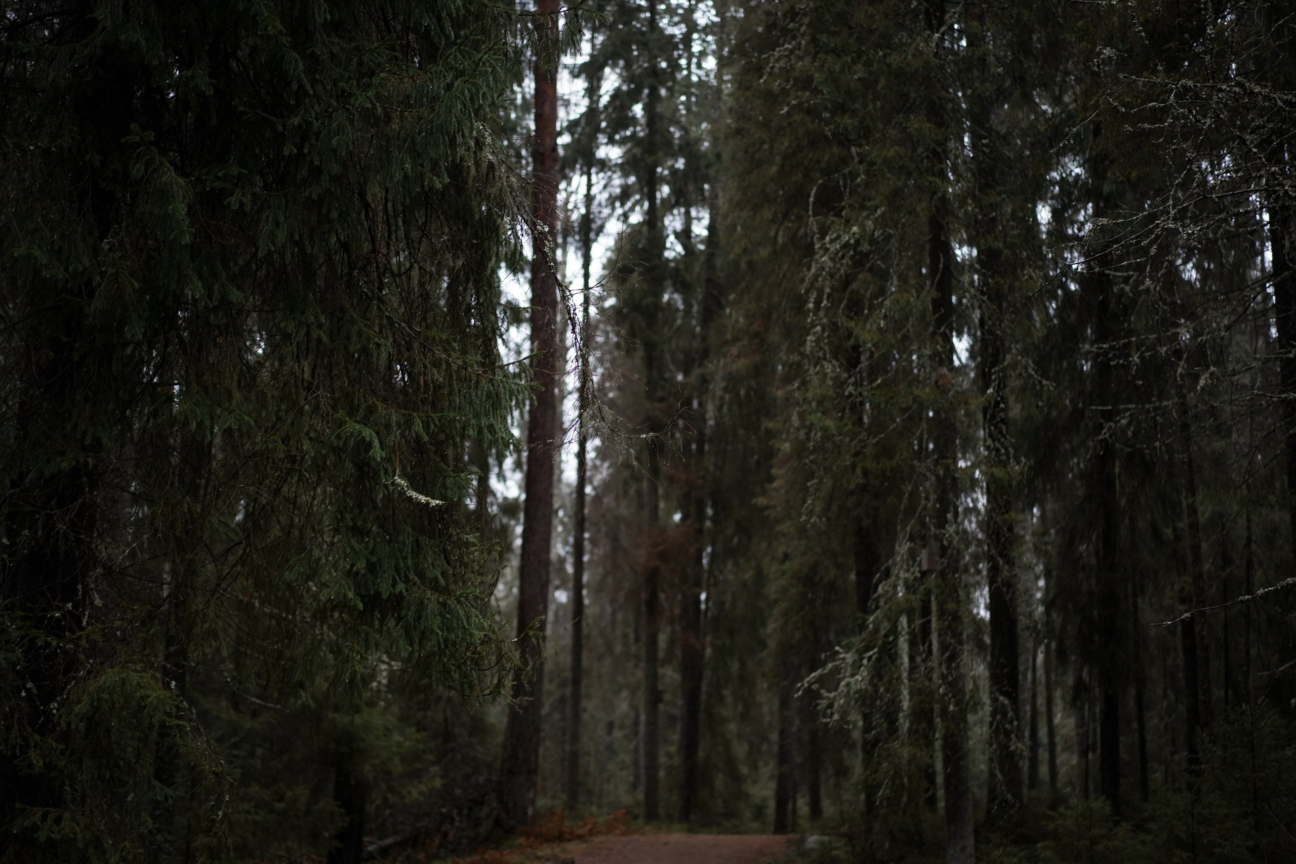 Панда Ноябрь. Фотограф-анималист в Санкт-Петербурге Яна Мартынова