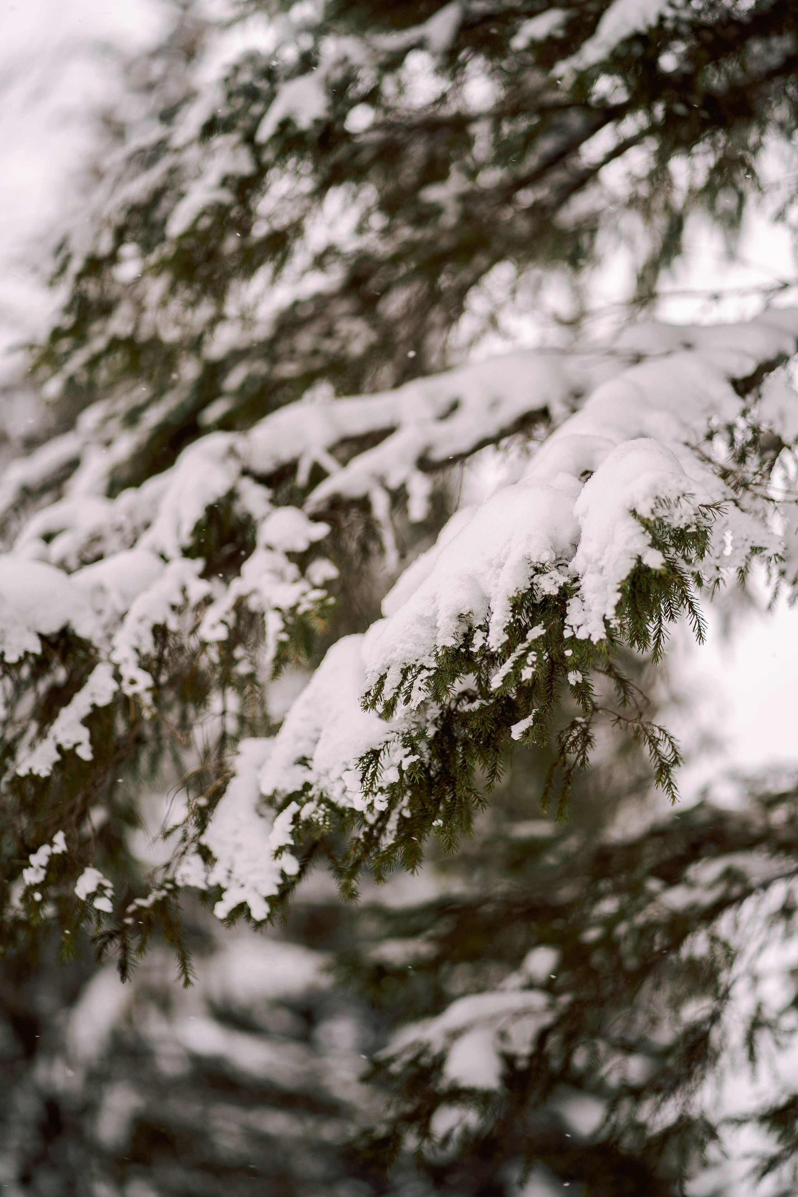 Зимняя фотосессия. Фотограф Губаха Рависа Муллахметова