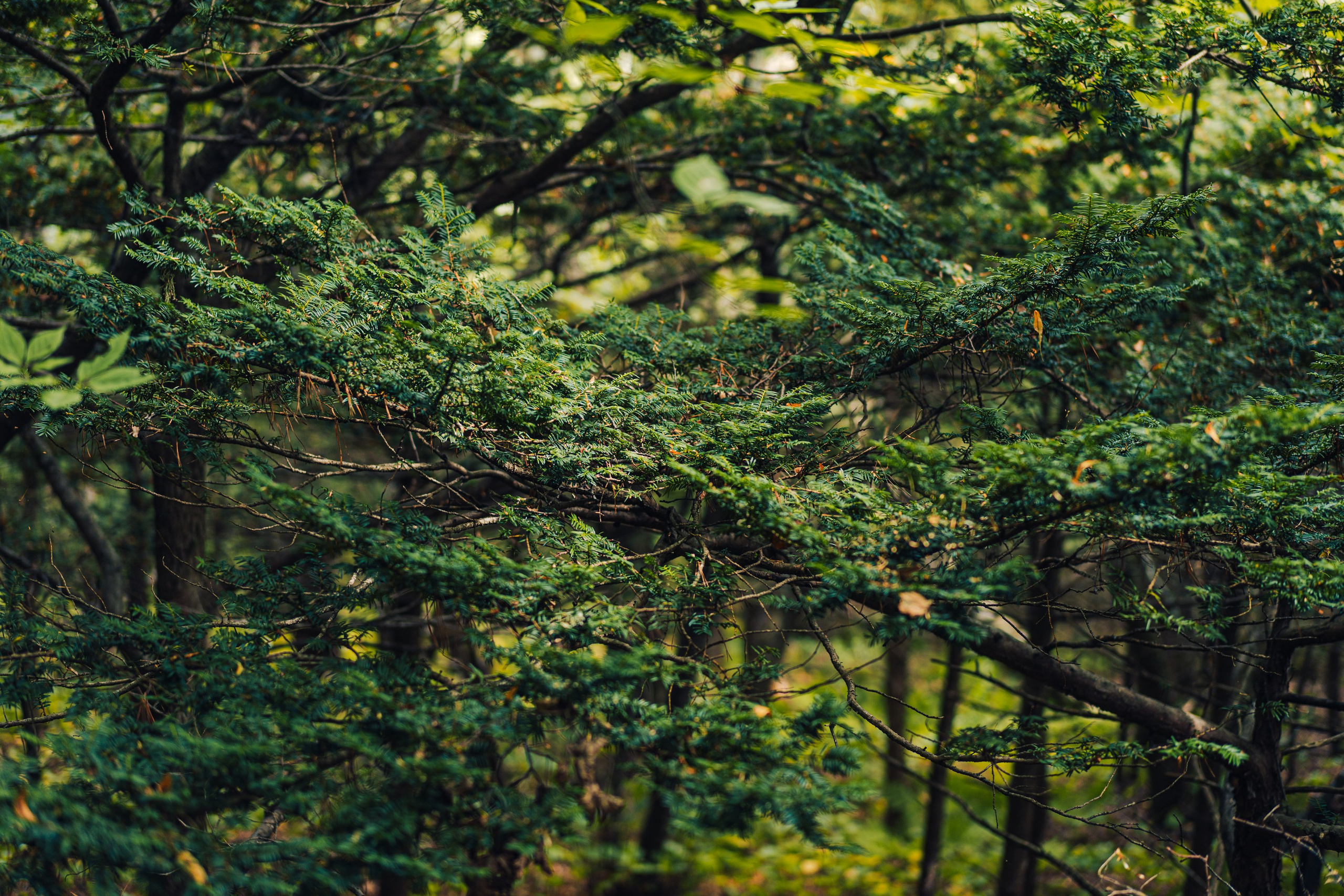 Тисовая роща | Остров Петрова. Иван Зайцев (IZIART) — создание культурного кода через фото и видео