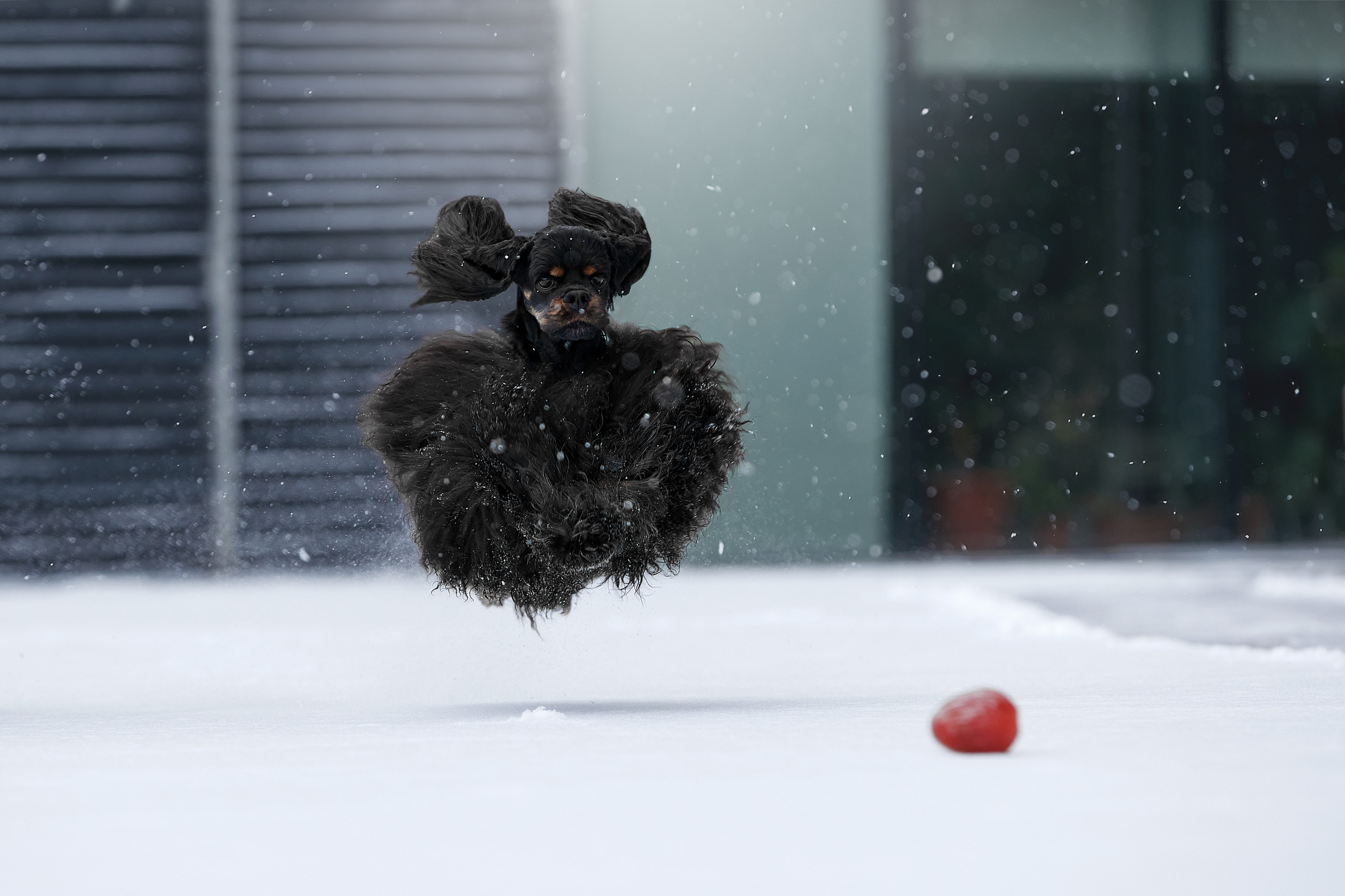 ФОТОГРАФ-АНИМАЛИСТ l LANA POLYAKOVA