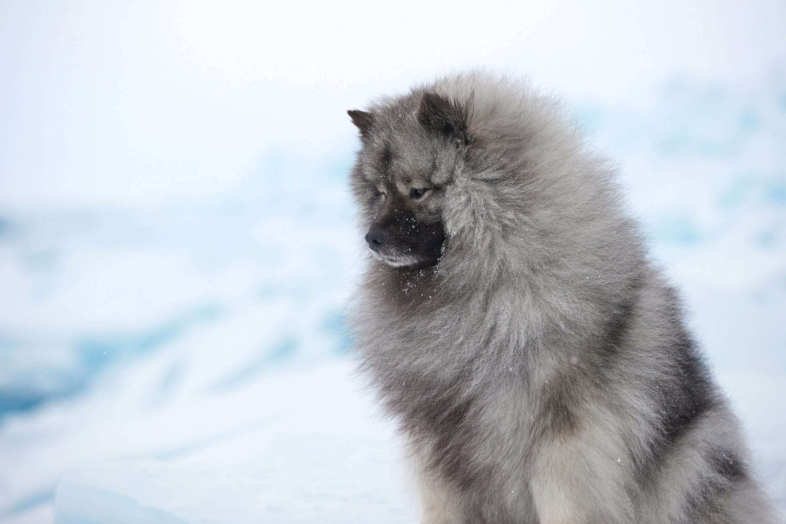 ФОТОГРАФ-АНИМАЛИСТ l LANA POLYAKOVA