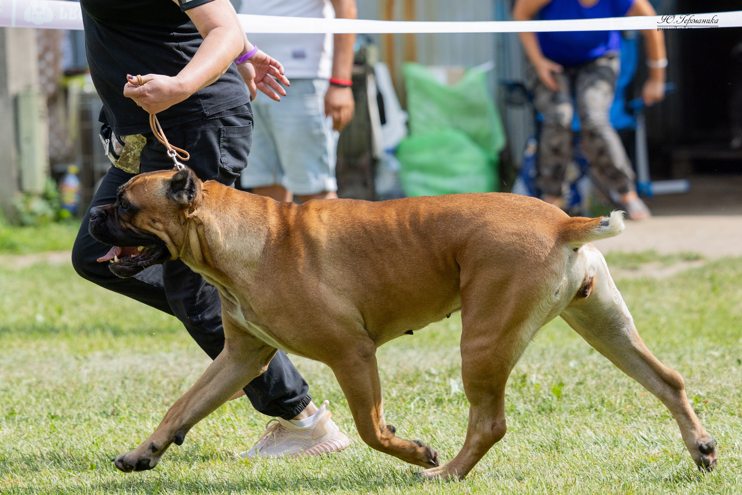 Ярославль 21.07.24 и Балашиха 13.07.24. Фотограф-анималист Юлия Германика