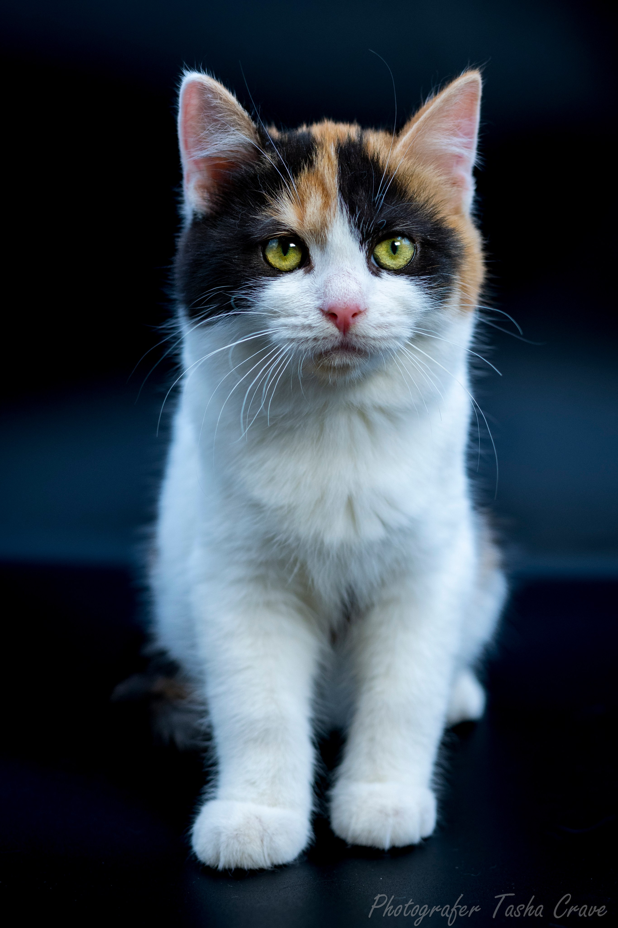 Передержка. Фотограф анималист в Санкт-Петербурге Таша Крейв